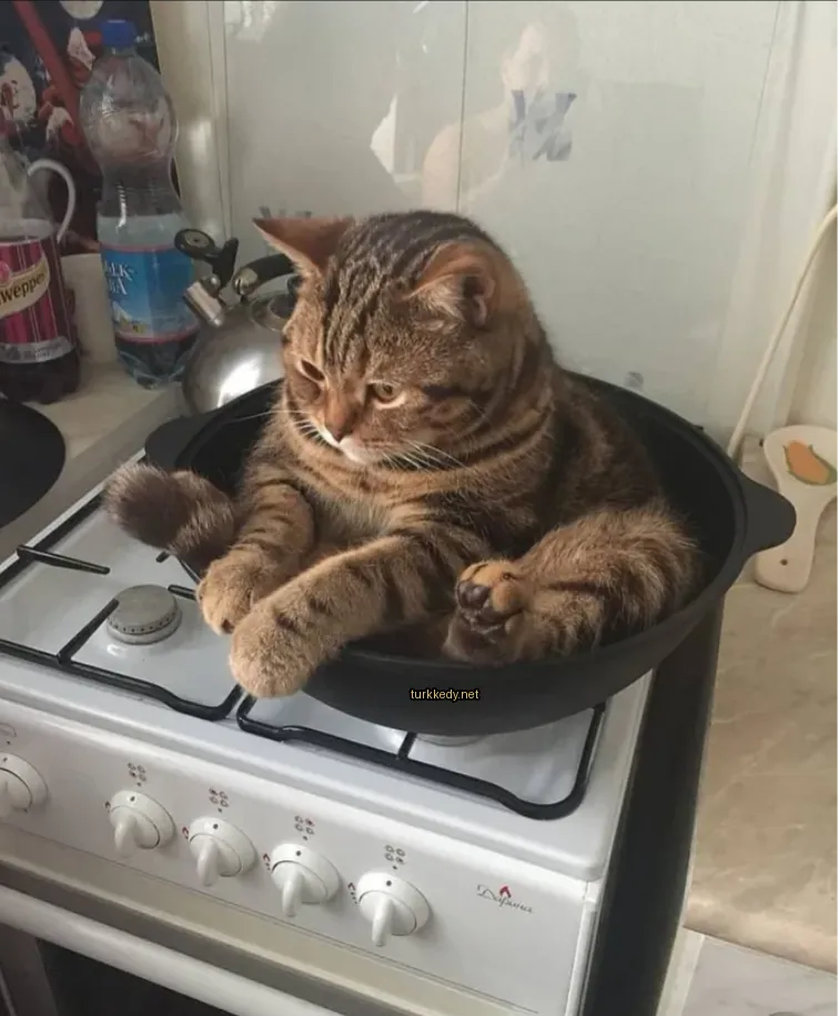 Kedi #3746