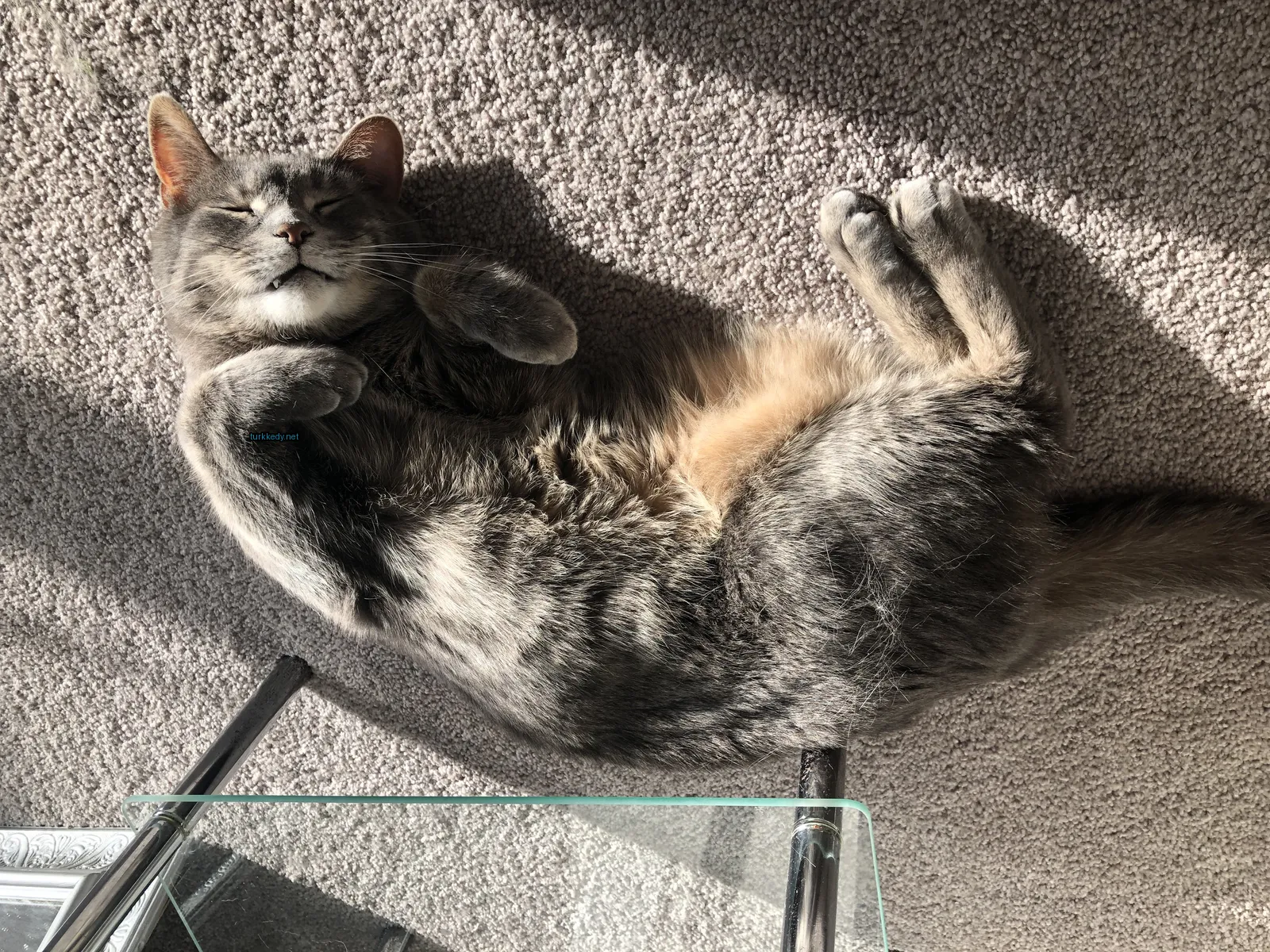 Kedi #3747