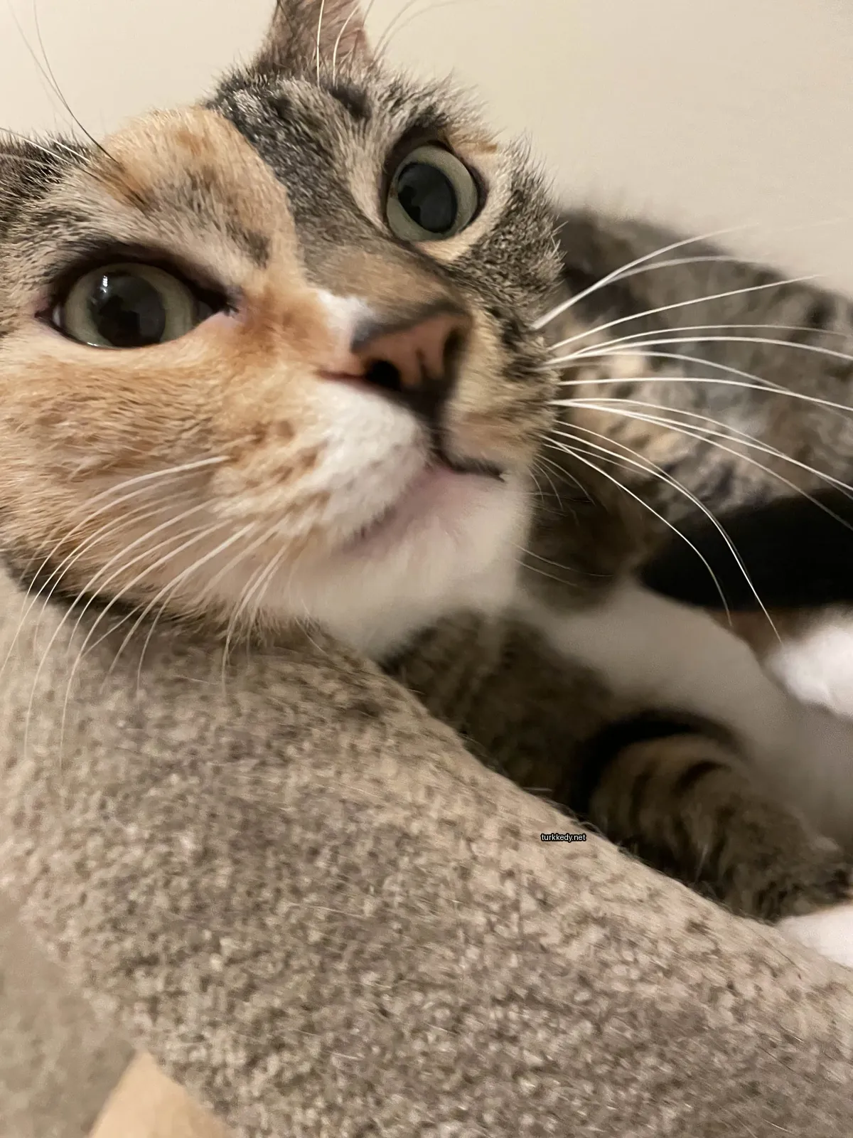 Kedi #3748