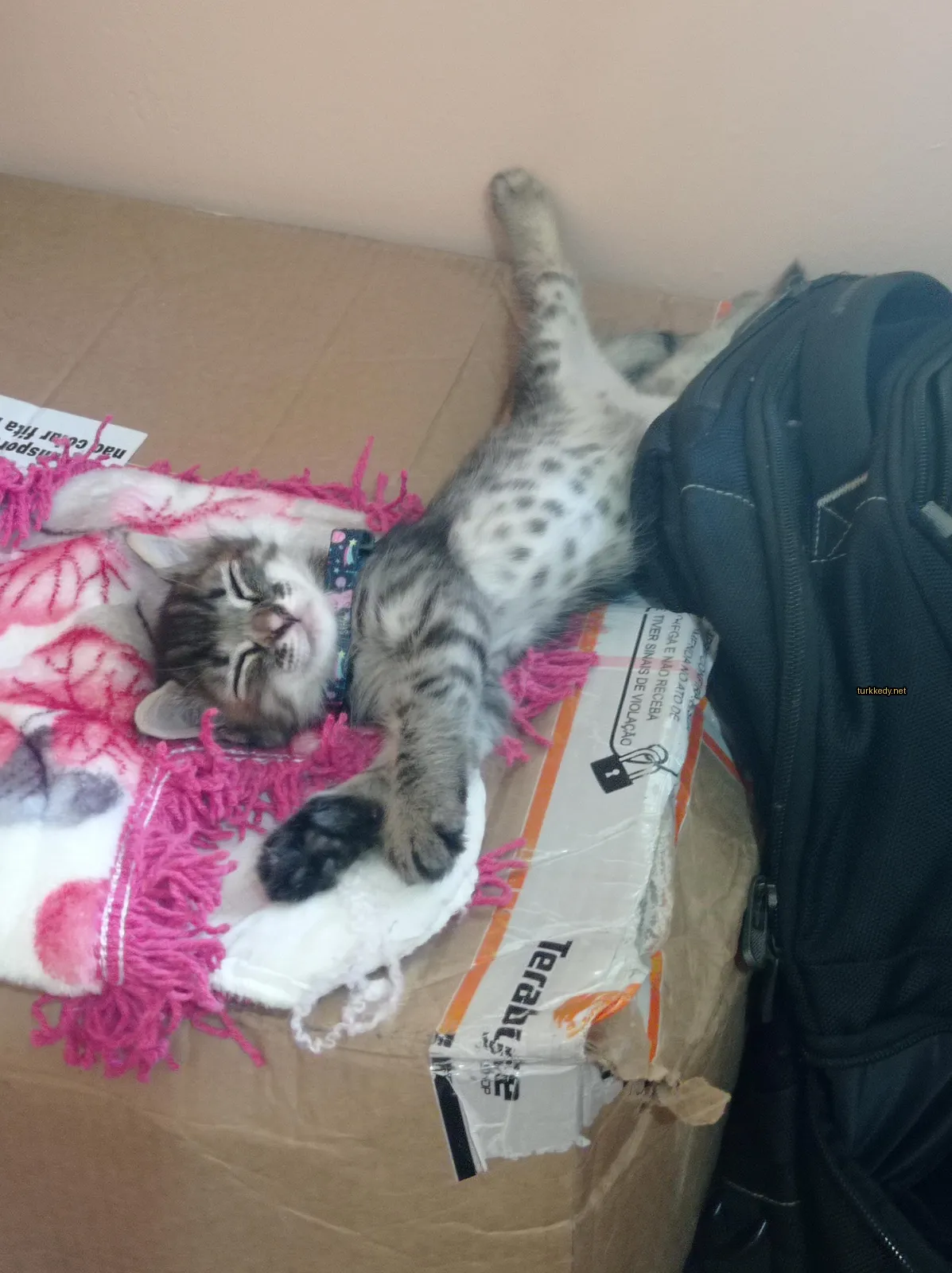 Kedi #3749