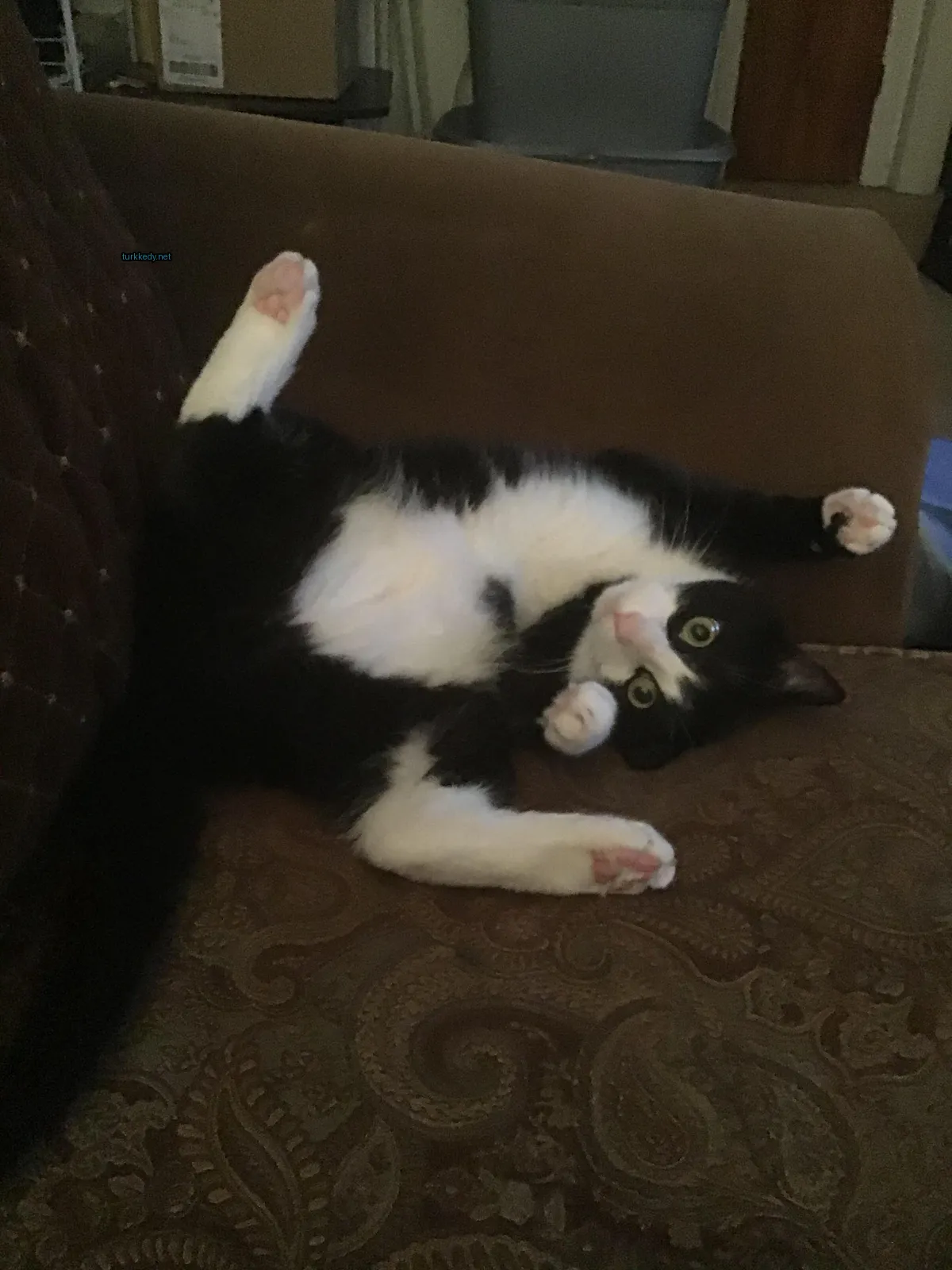 Kedi #3750