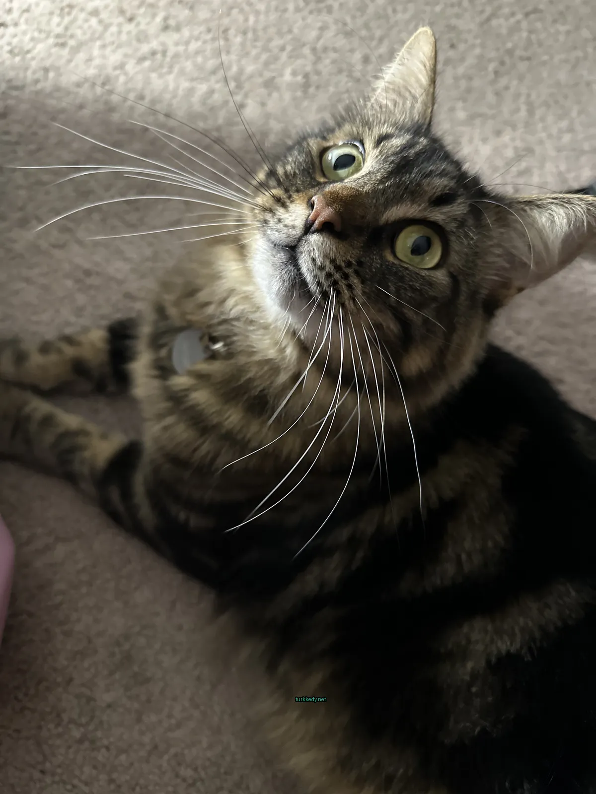 Kedi #3751