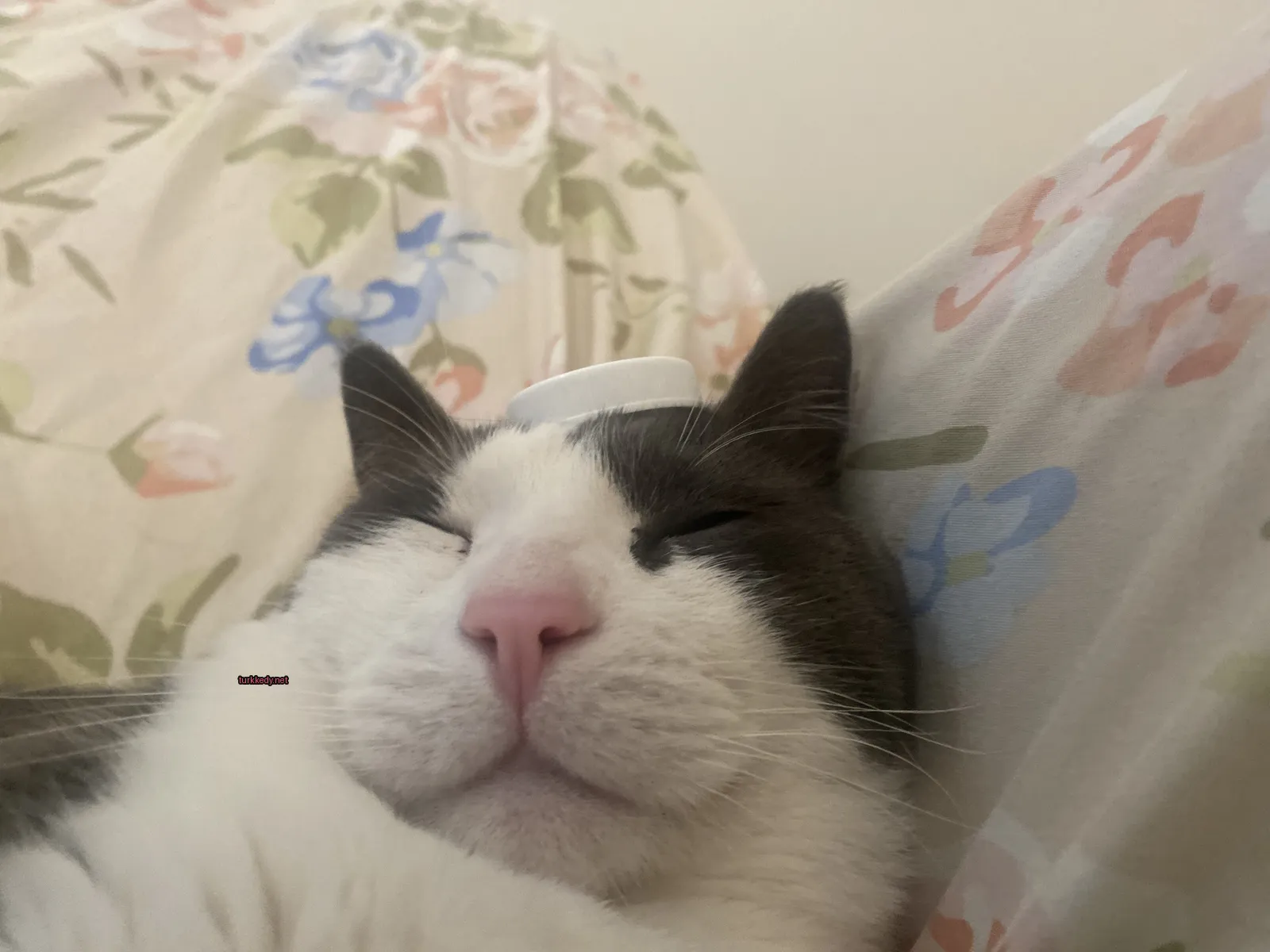 Kedi fotoğrafı #3752