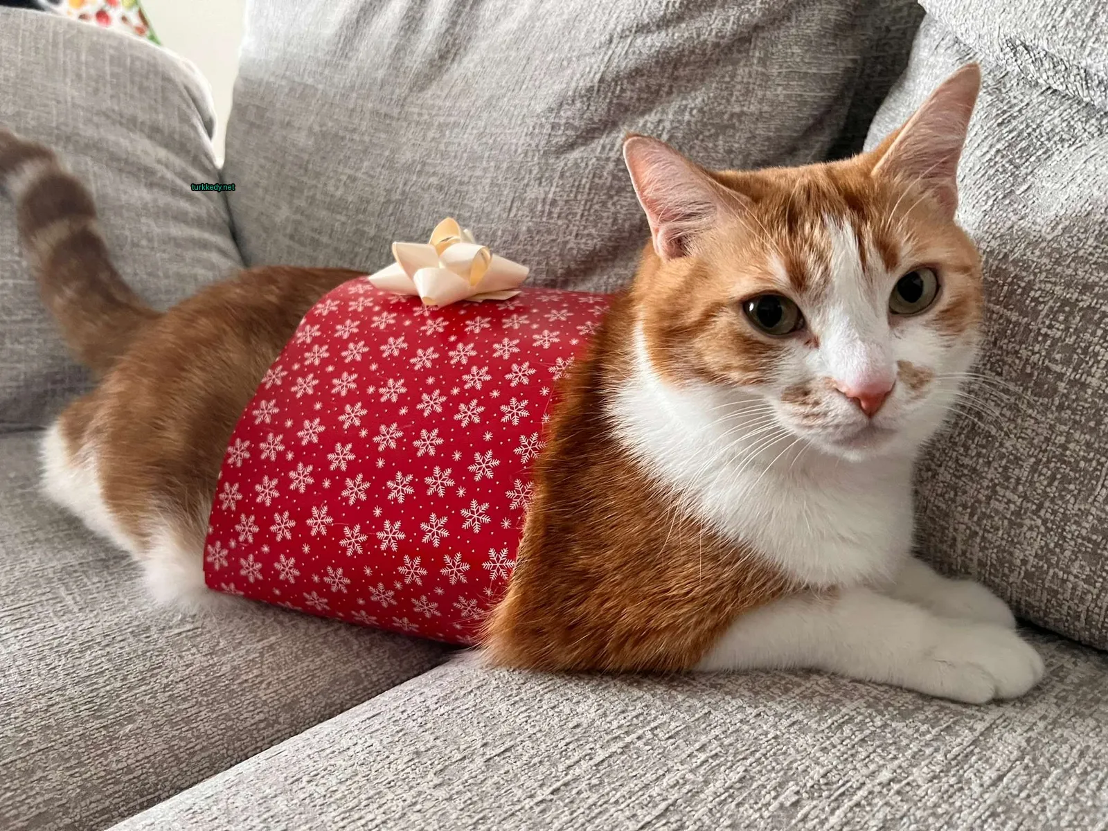 Kedi #3754
