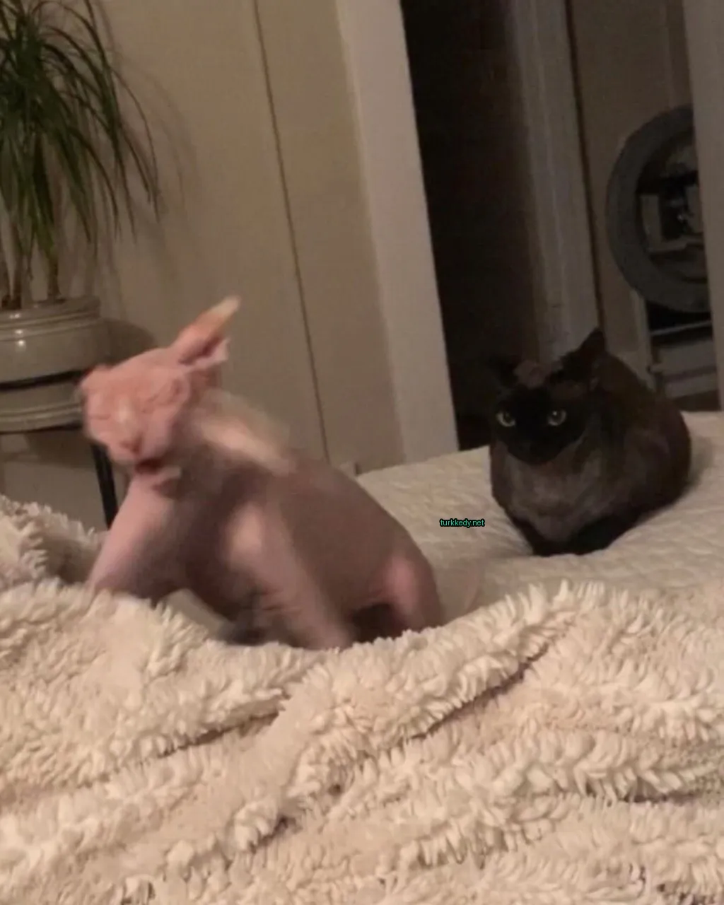 Kedi #3753