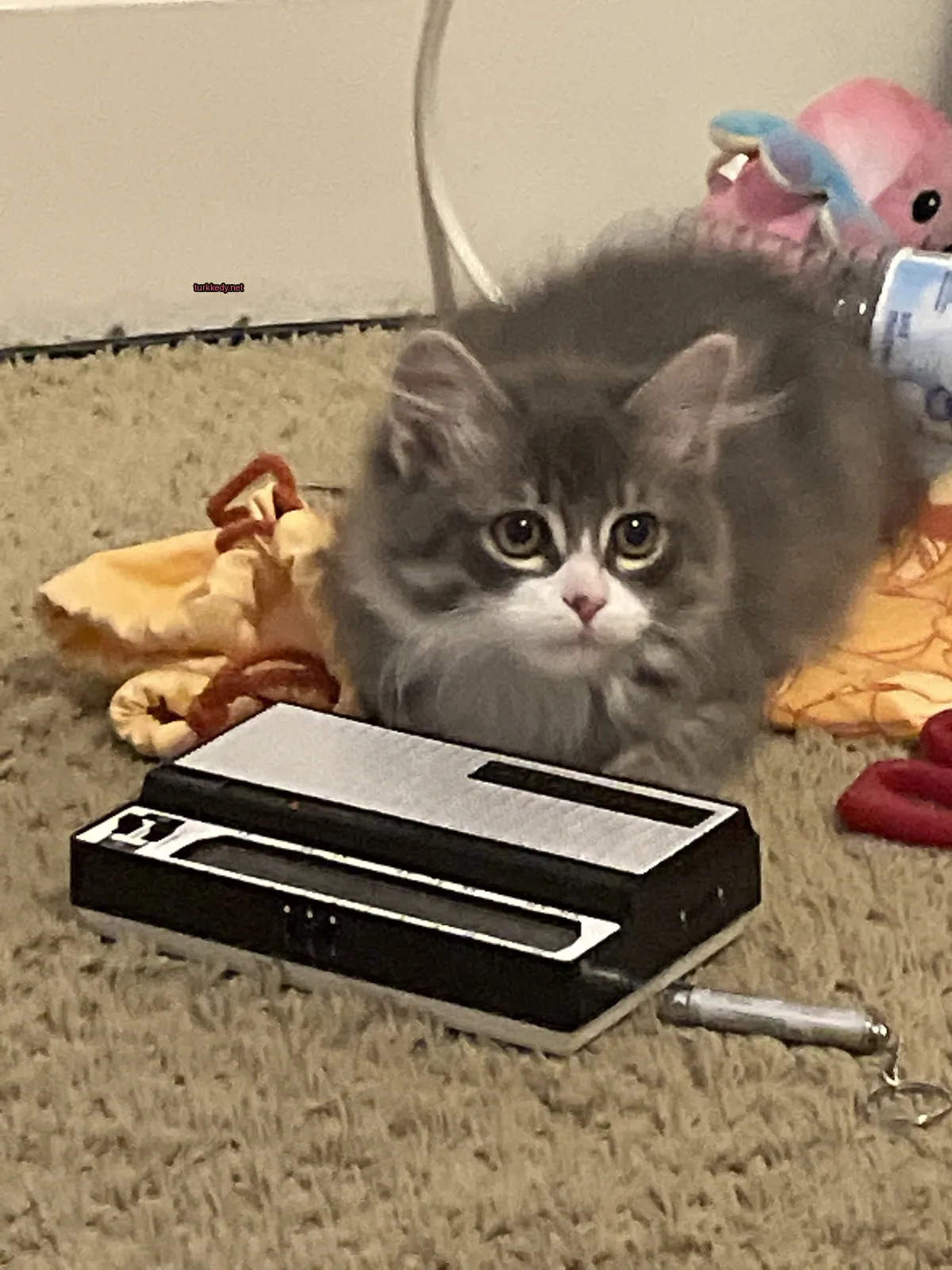 Kedi #3755