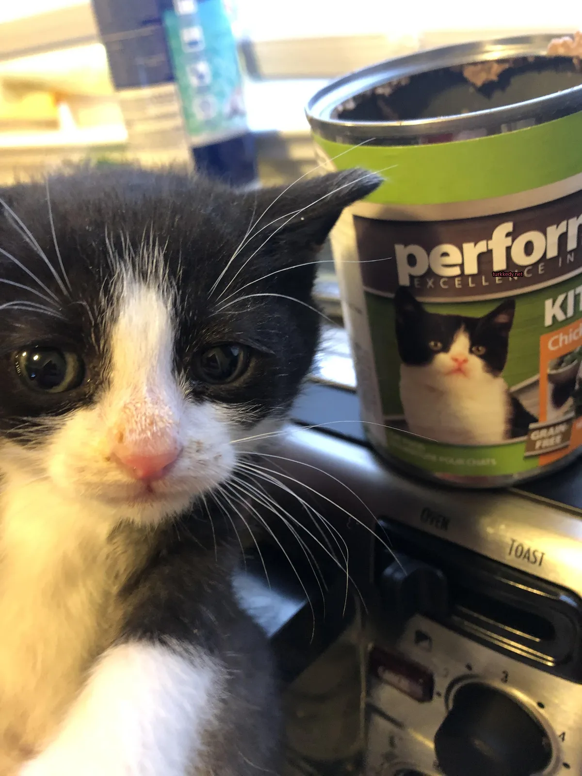 Kedi #3756