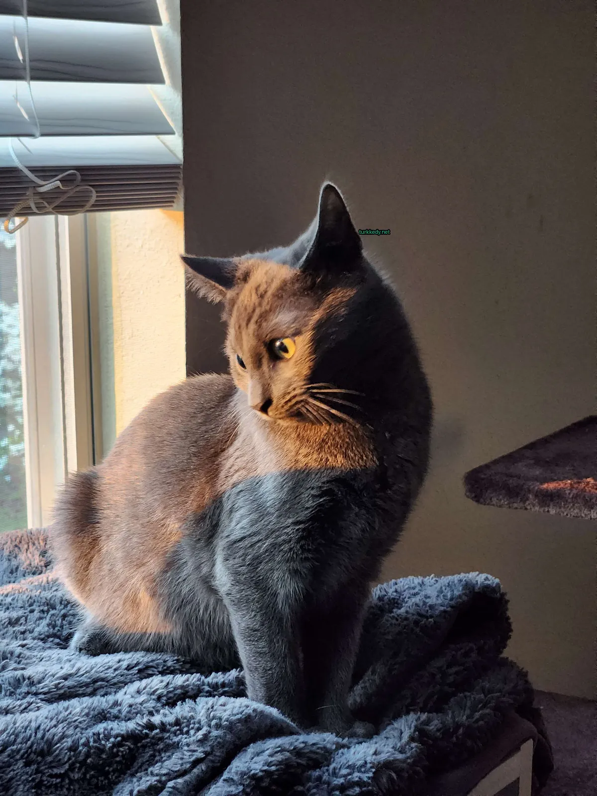 Kedi #3757