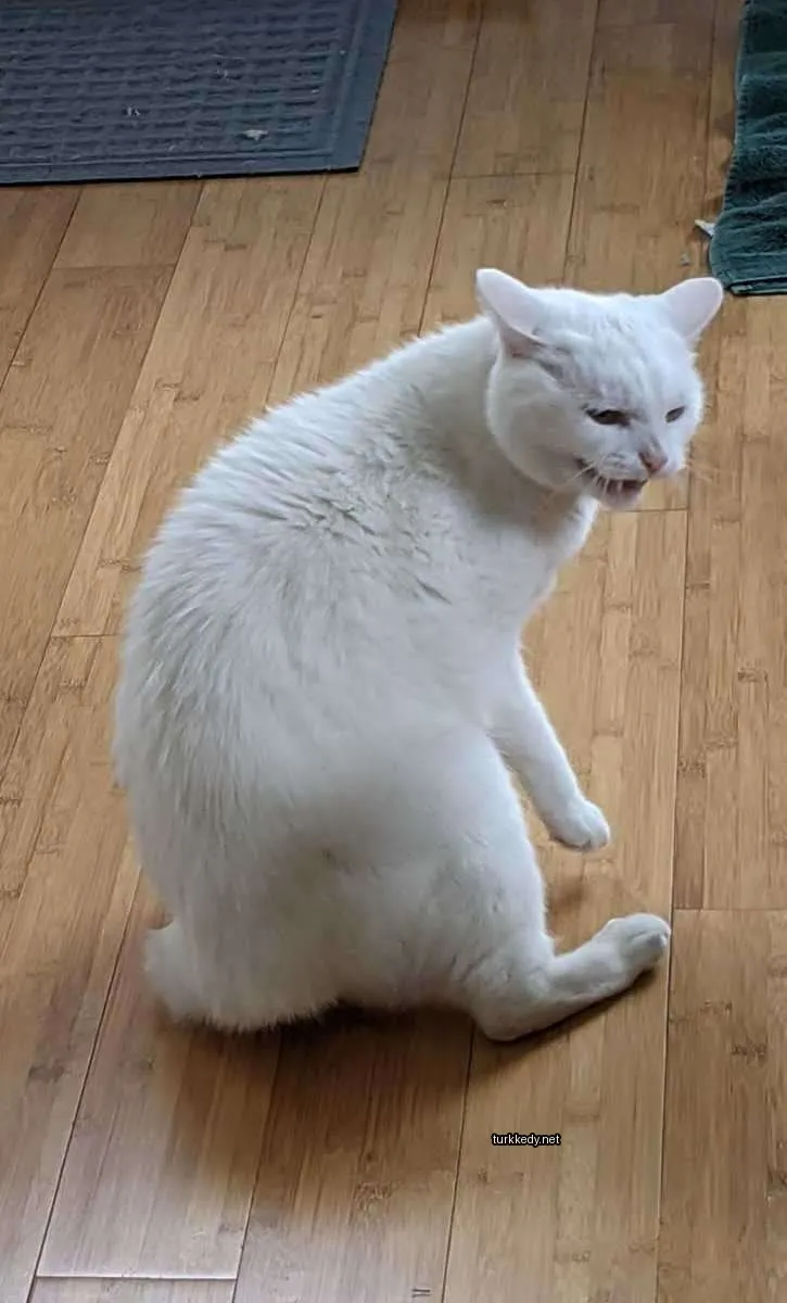 Kedi #3758