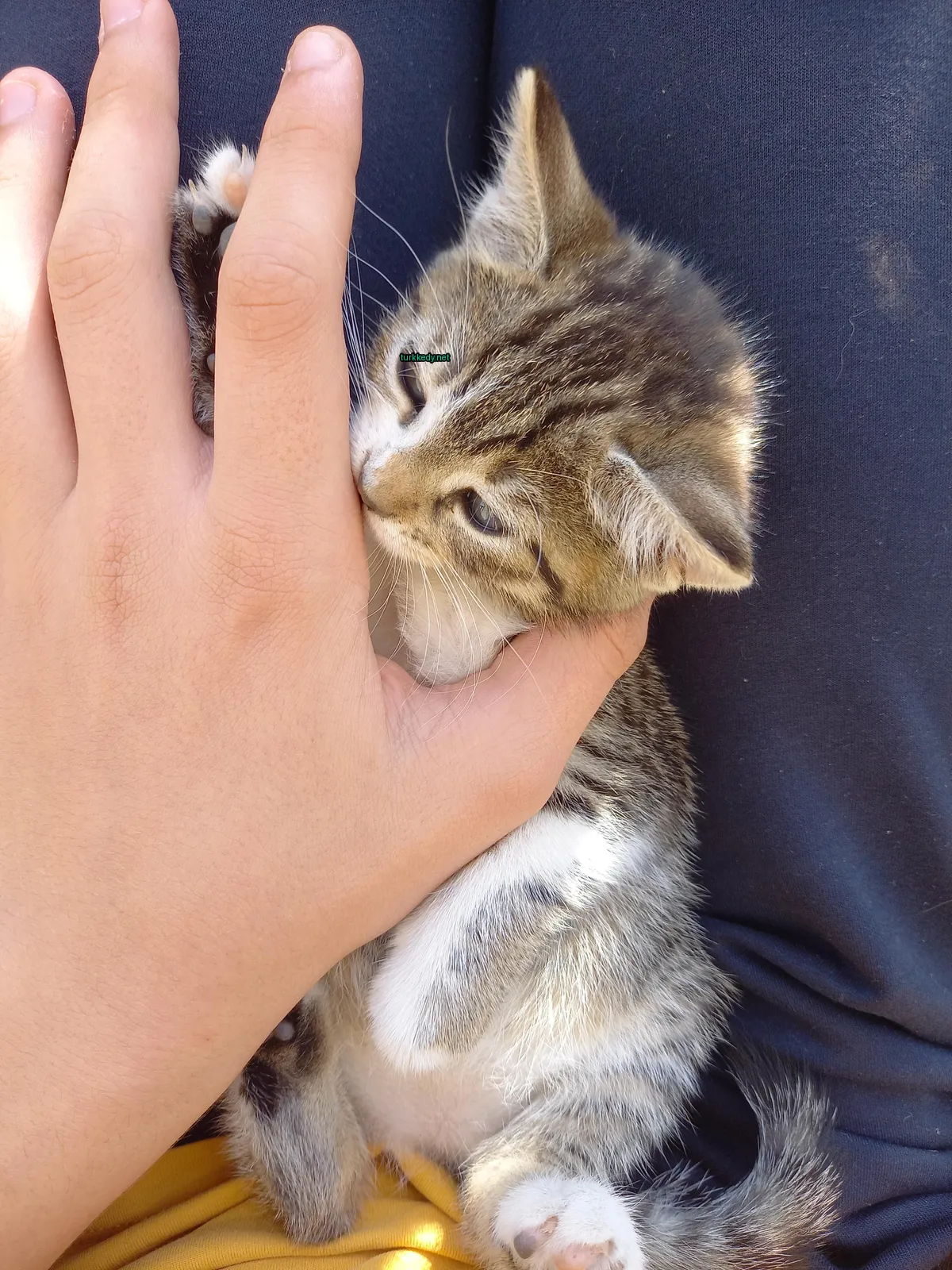 Kedi #3759