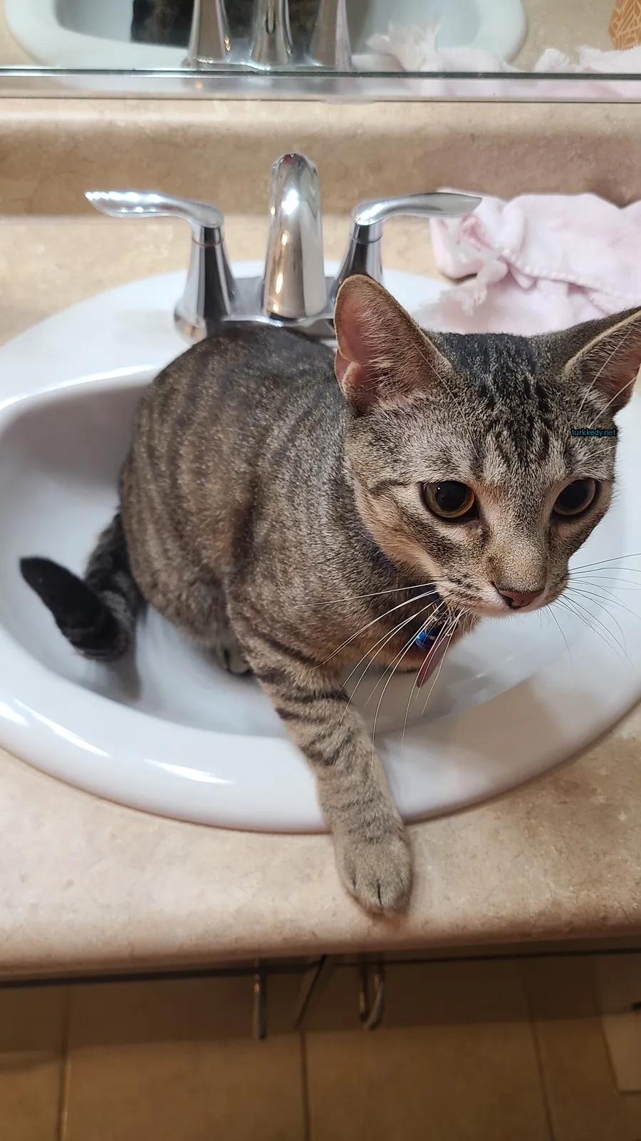 Kedi #3760