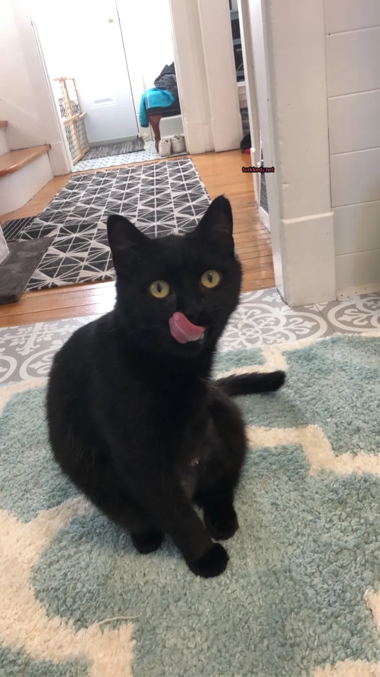 Kedi #3761