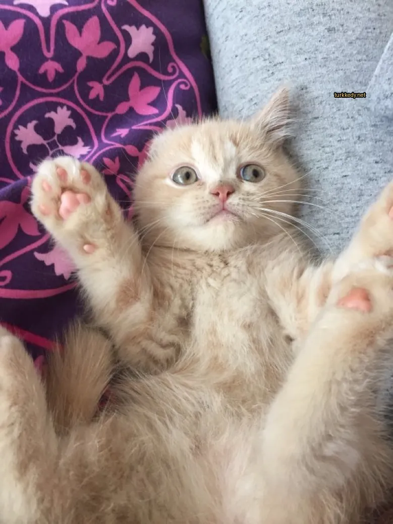 Kedi #3762