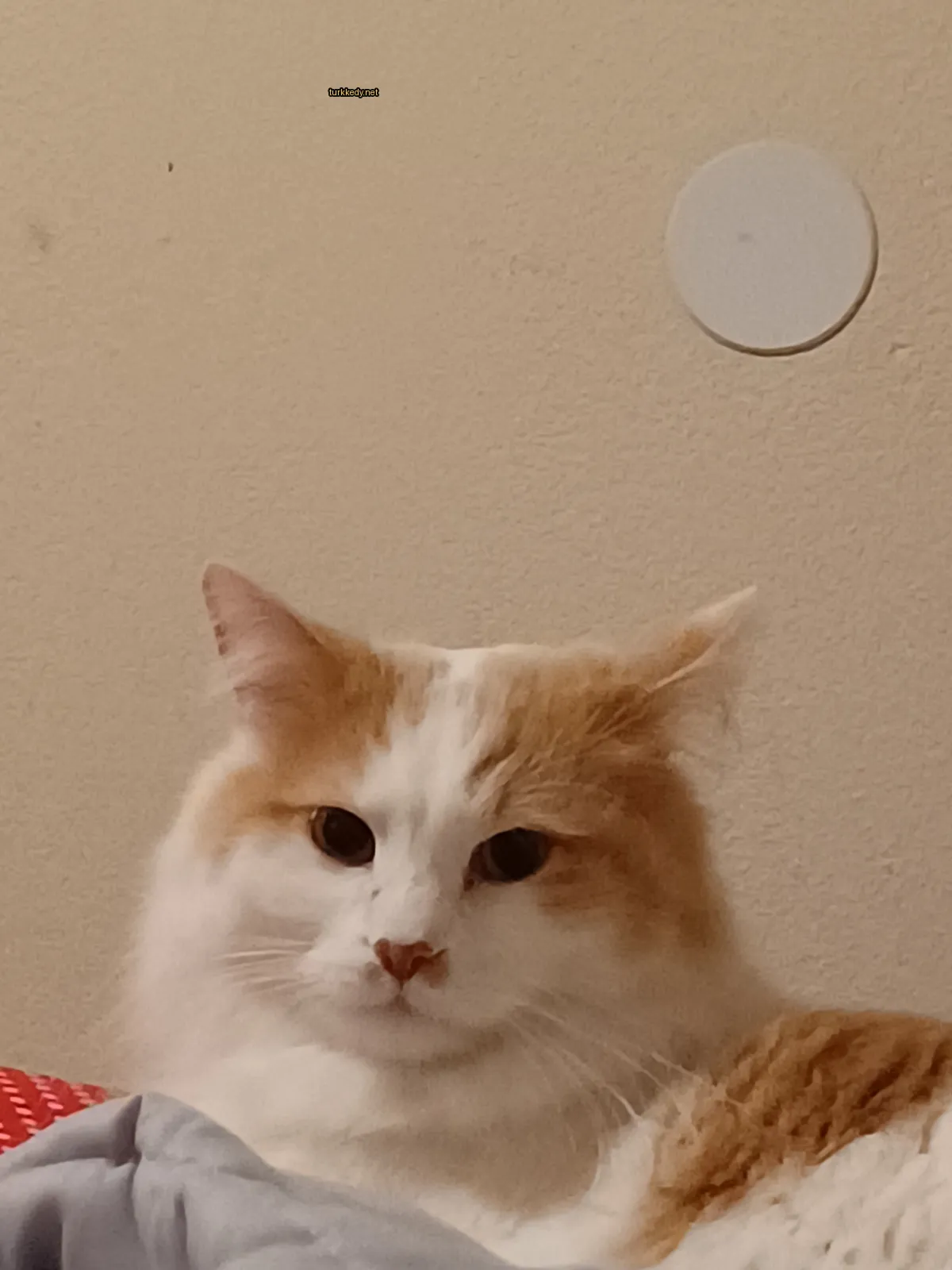 Kedi #3763