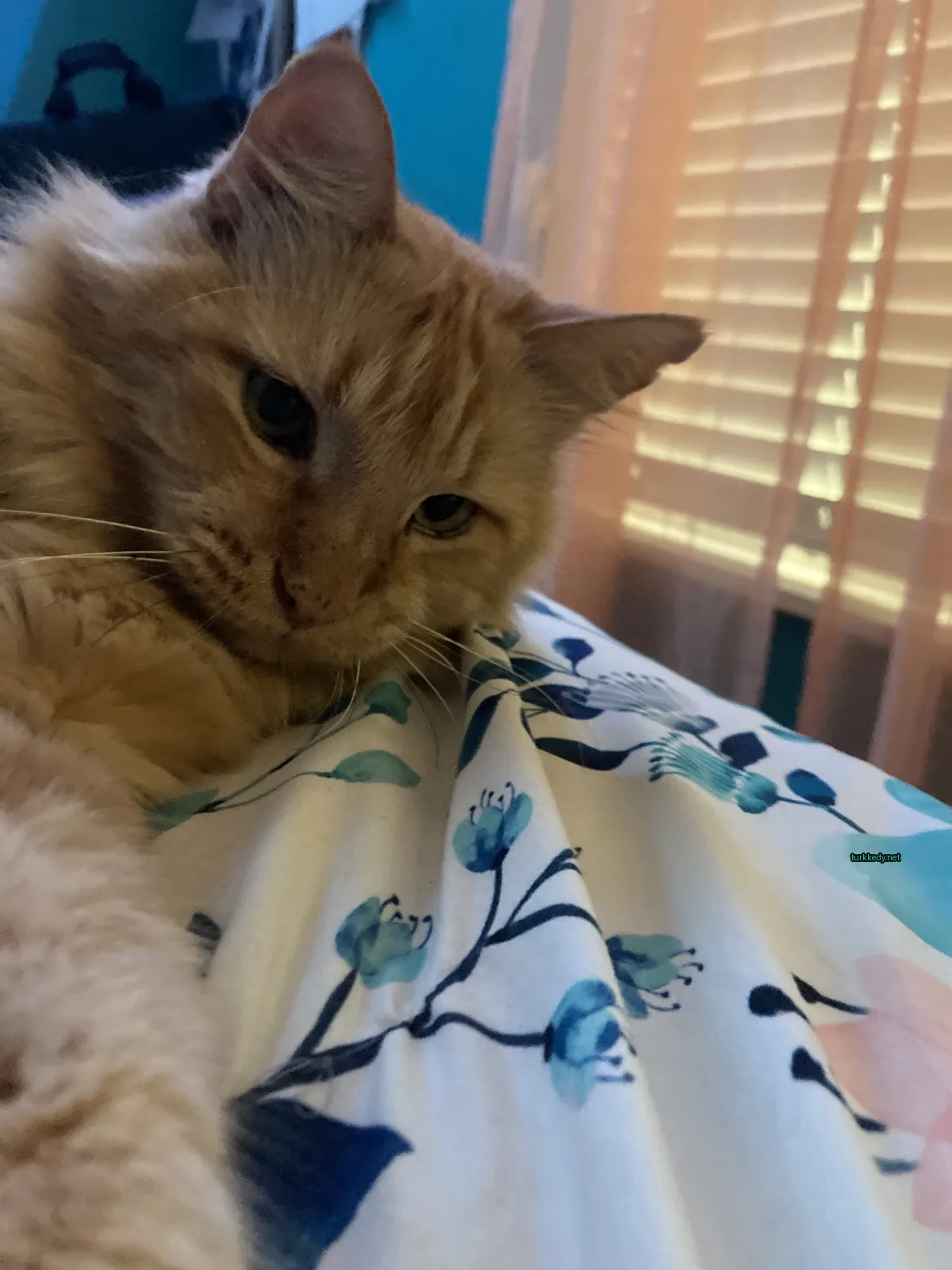 Kedi #3764