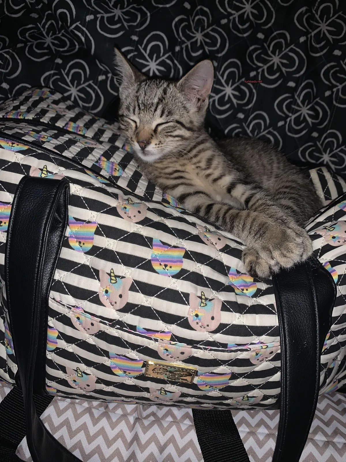 Kedi #3766