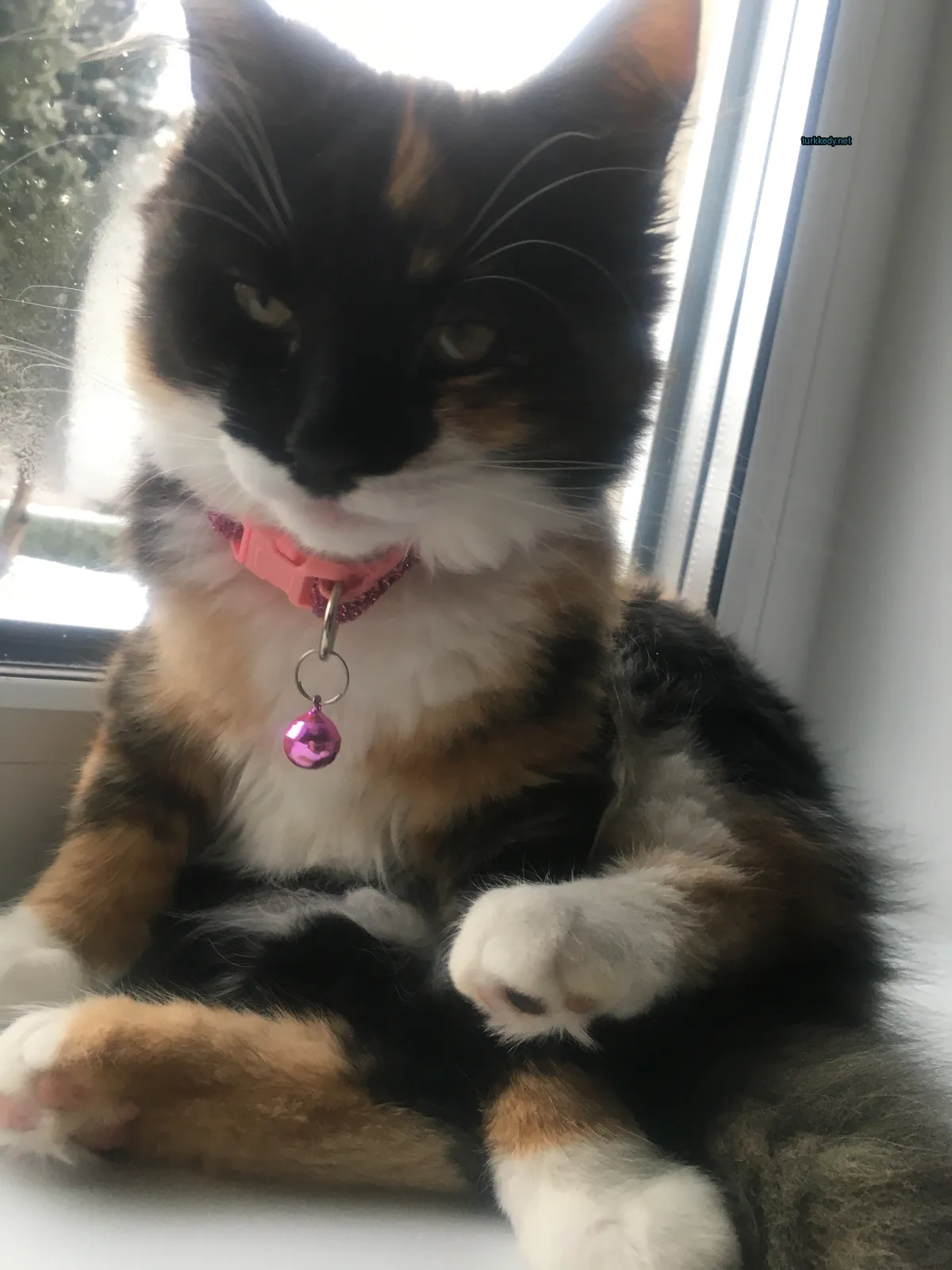 Kedi #3767