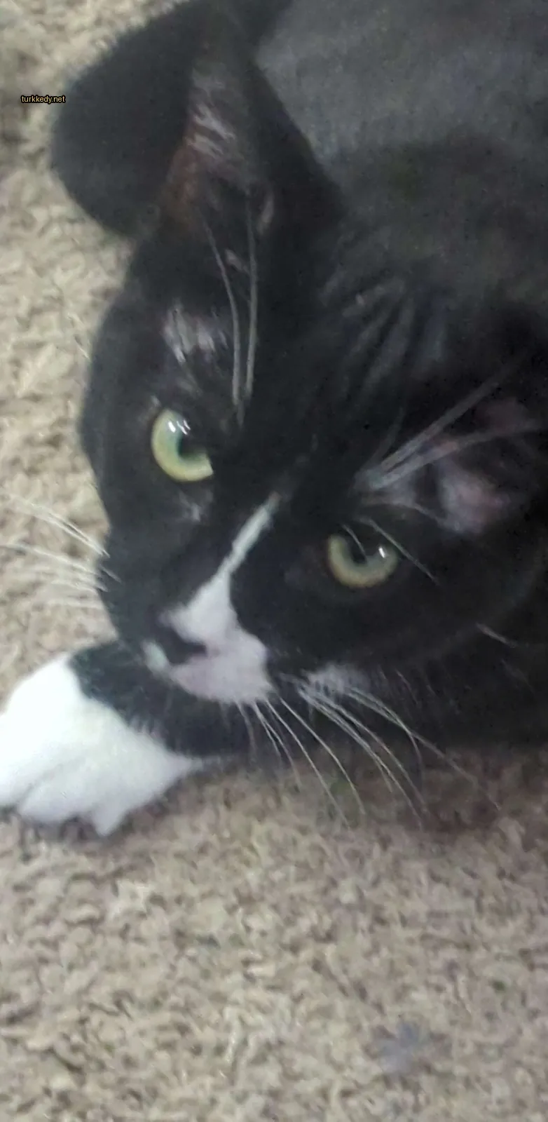 Kedi #3768