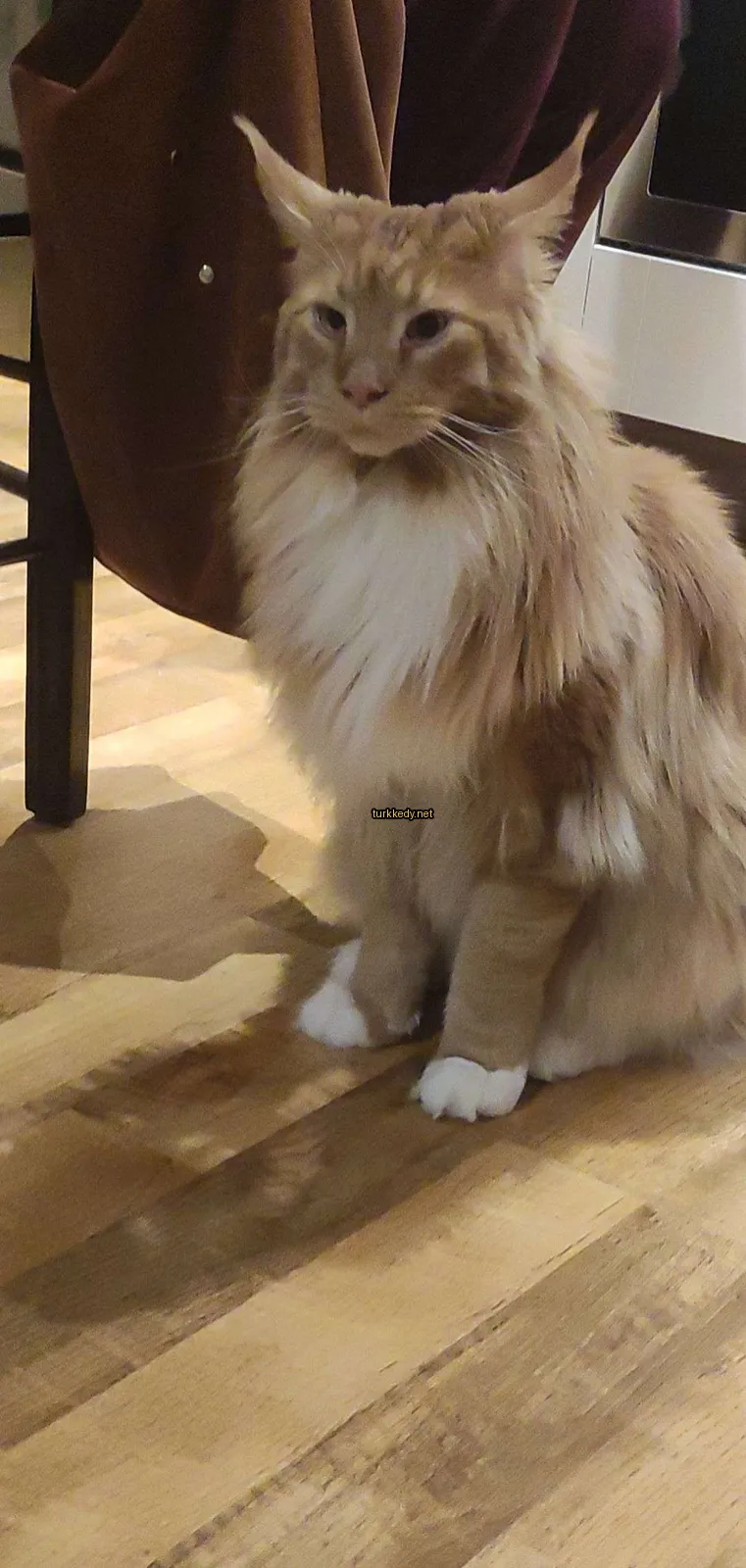 Kedi #3769