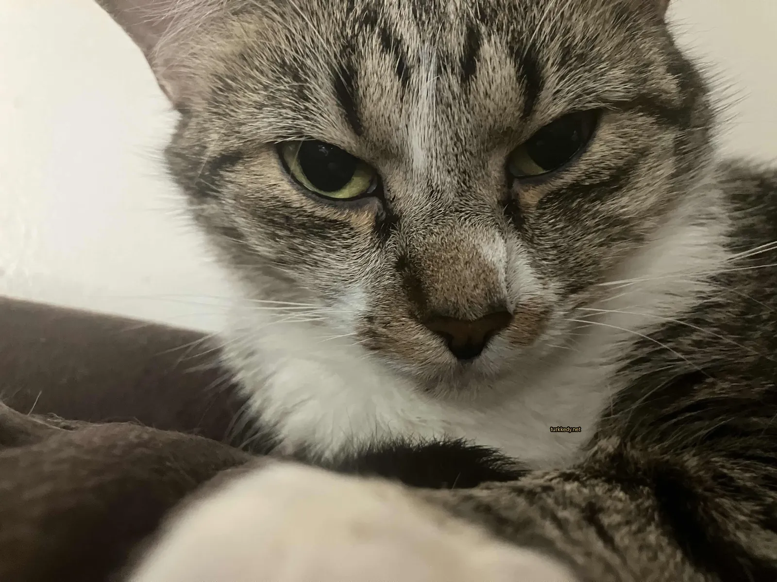 Kedi #3770