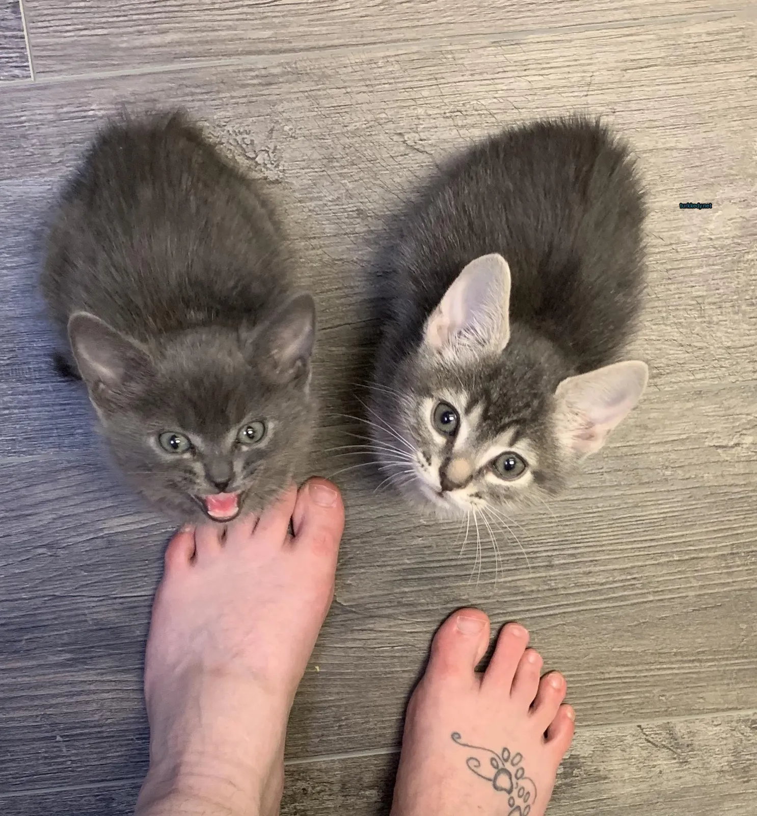 Kedi fotoğrafı #3771