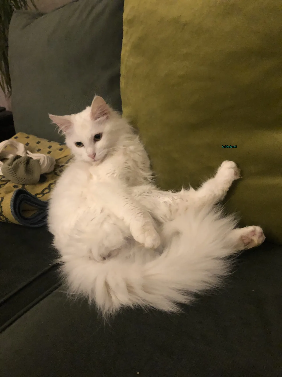 Kedi #3772