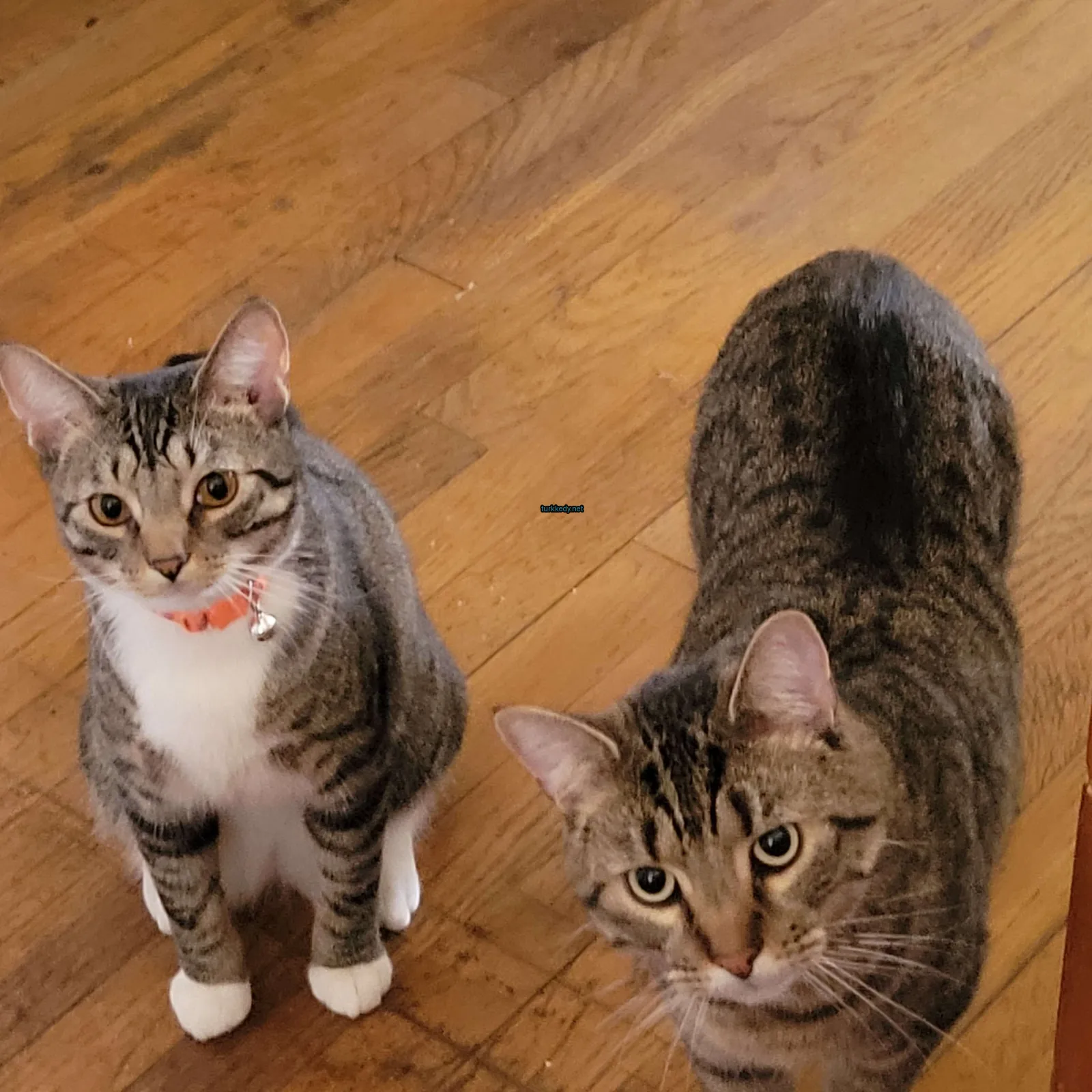 Kedi #3773