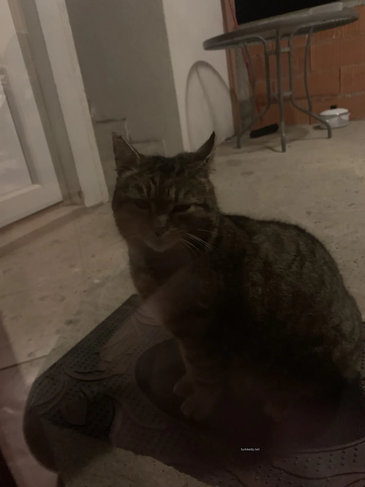 Kedi #3774