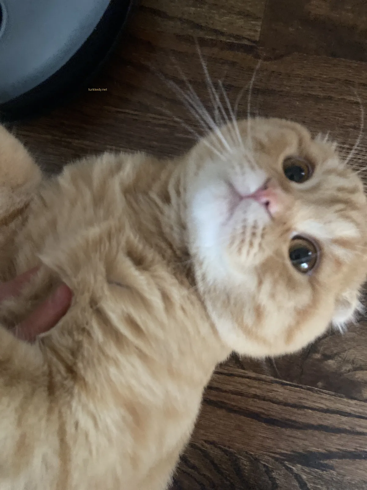 Kedi #3776