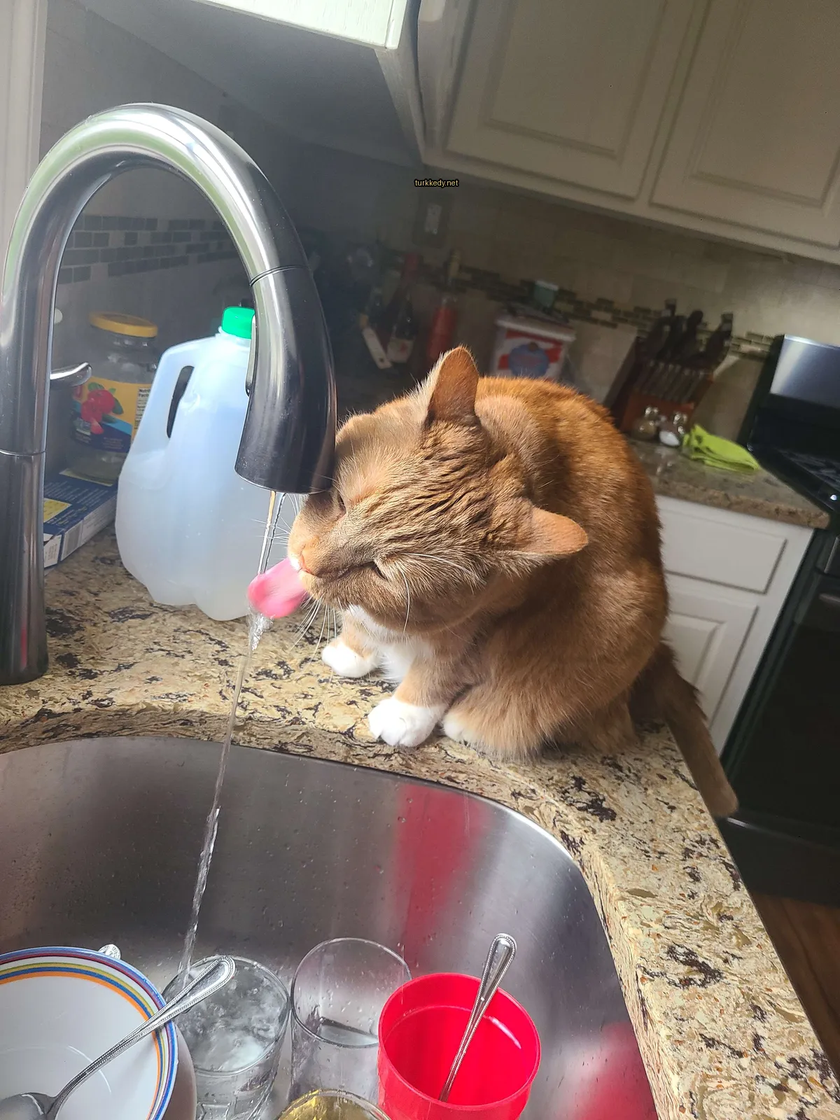 Kedi #3775
