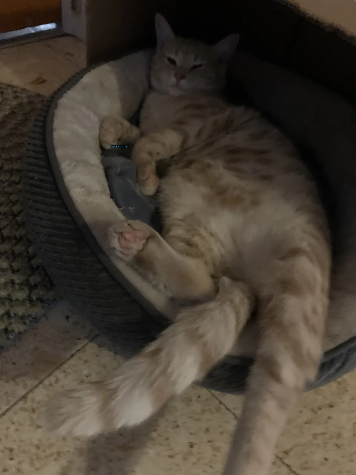 Kedi #3777