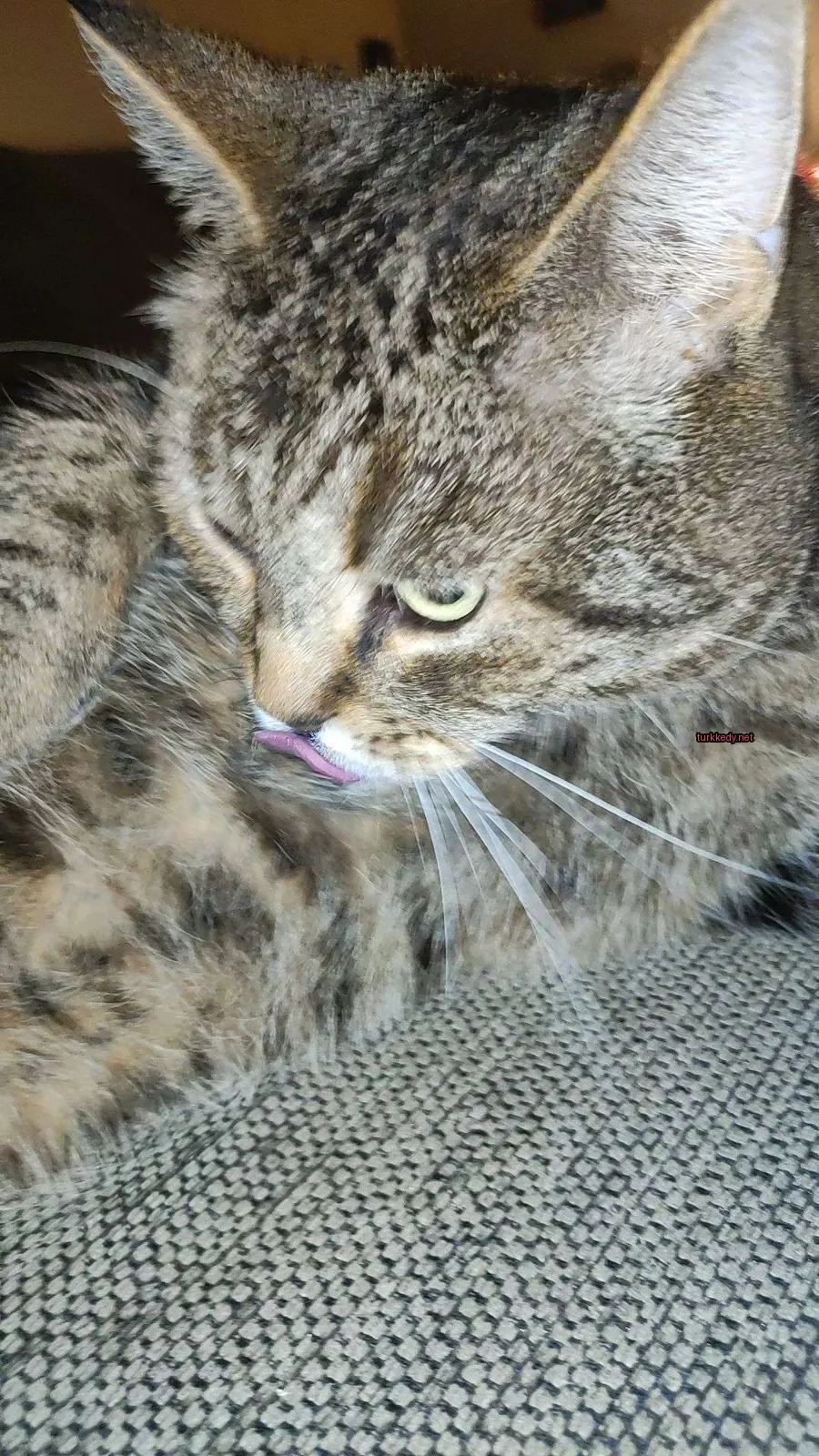 Kedi #3778