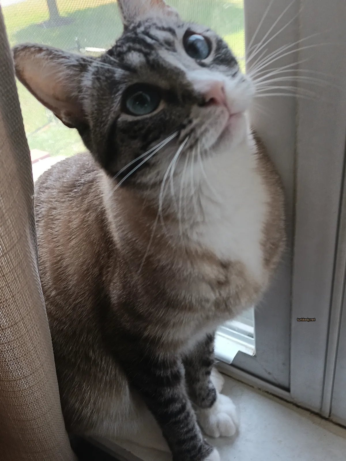 Kedi #3779