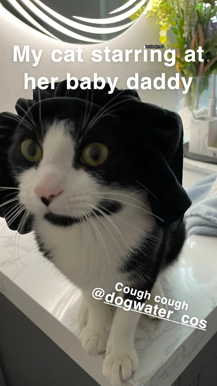Kedi #3780