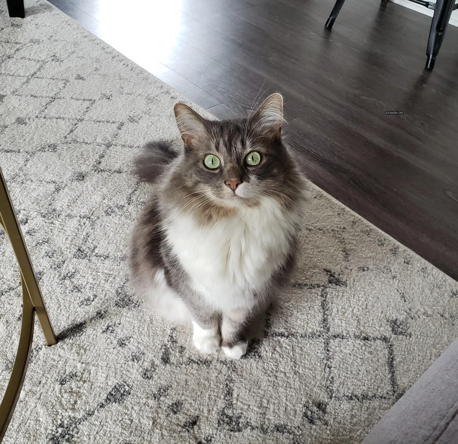 Kedi #3781