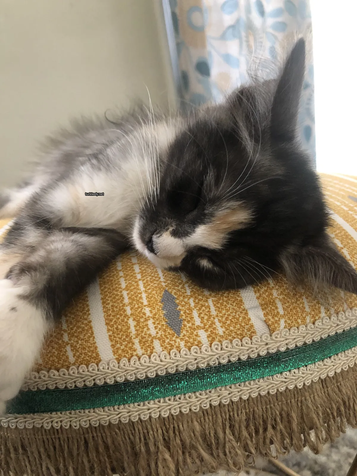 Kedi #3783