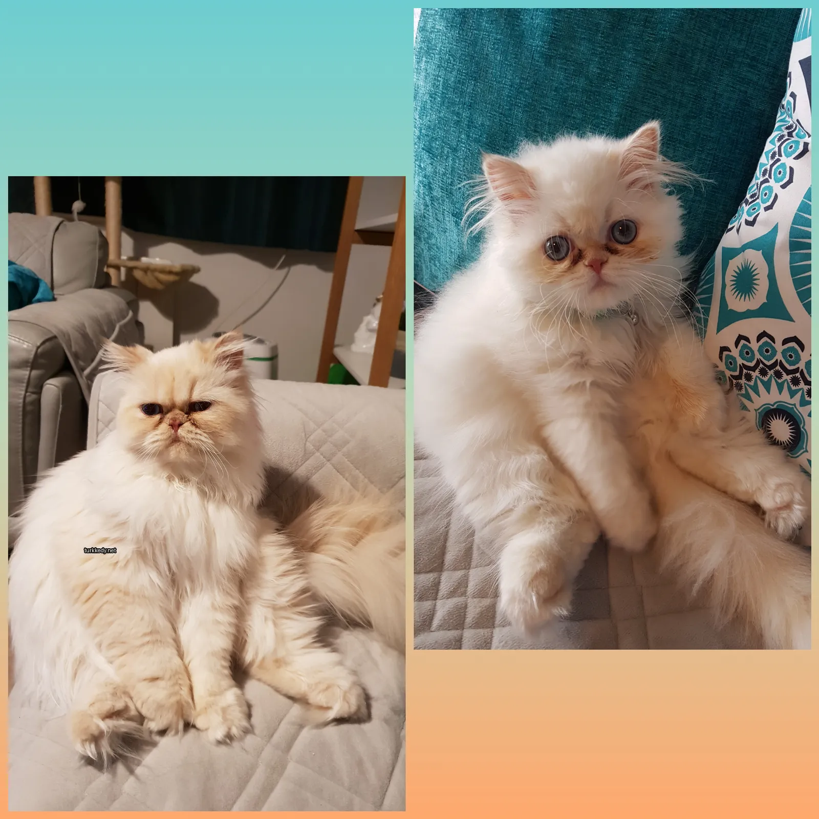 Kedi #3782