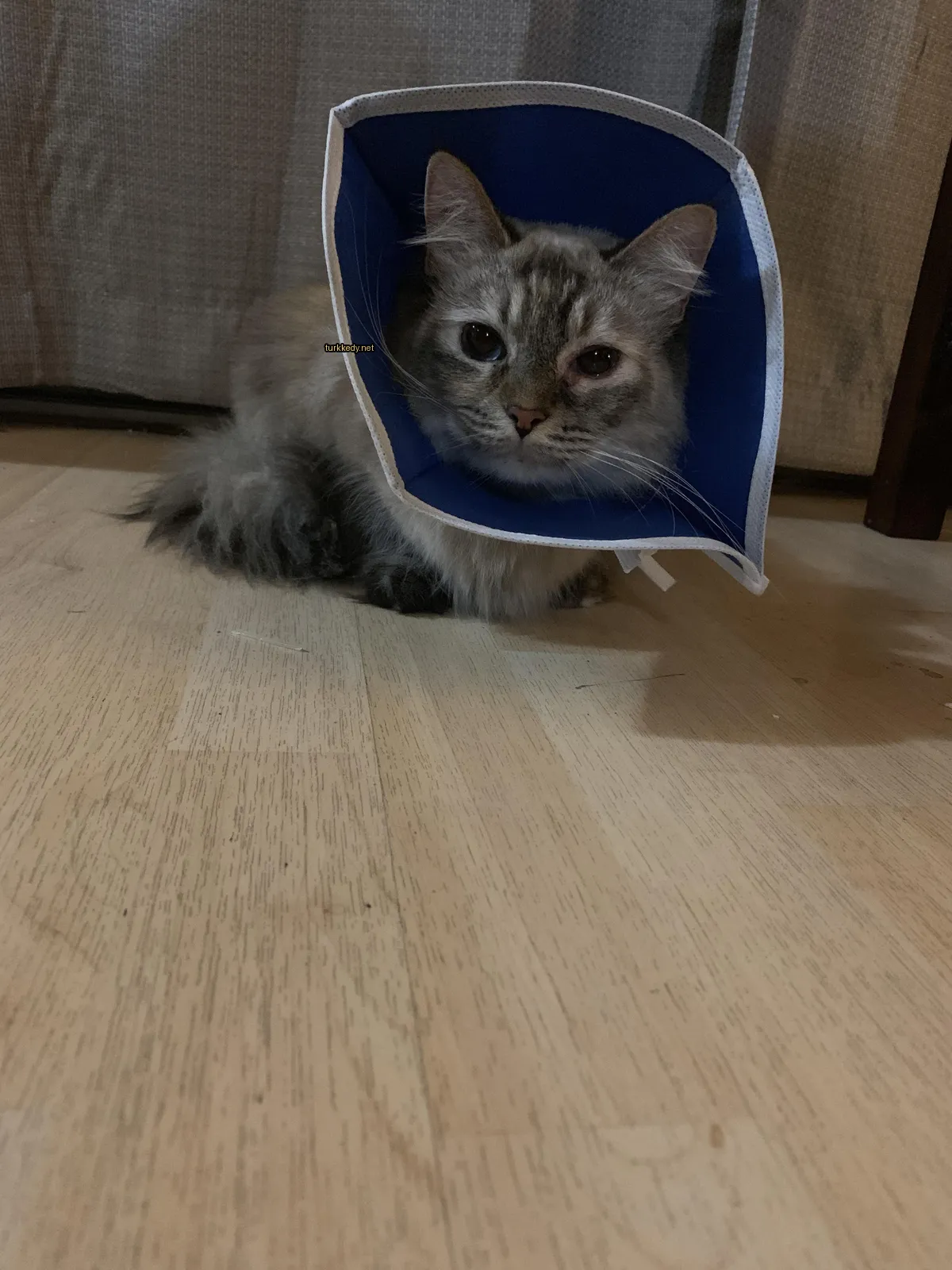 Kedi #3784
