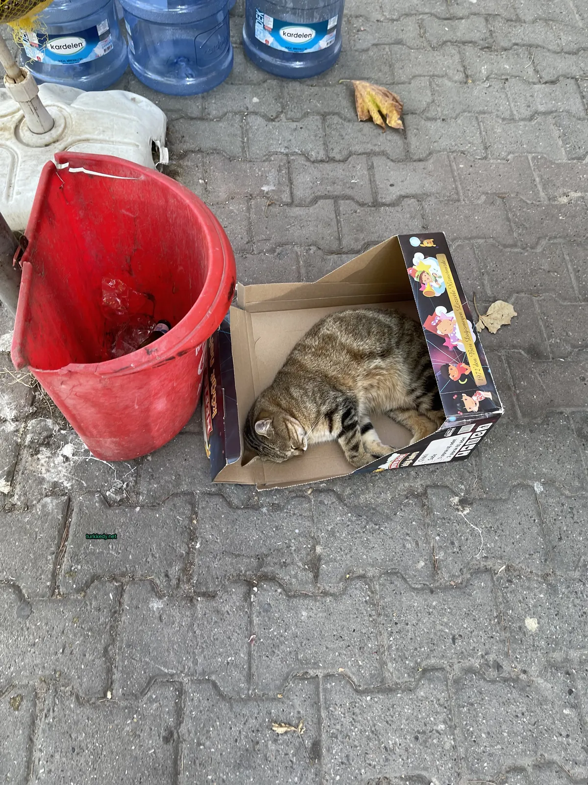 Kedi #3785