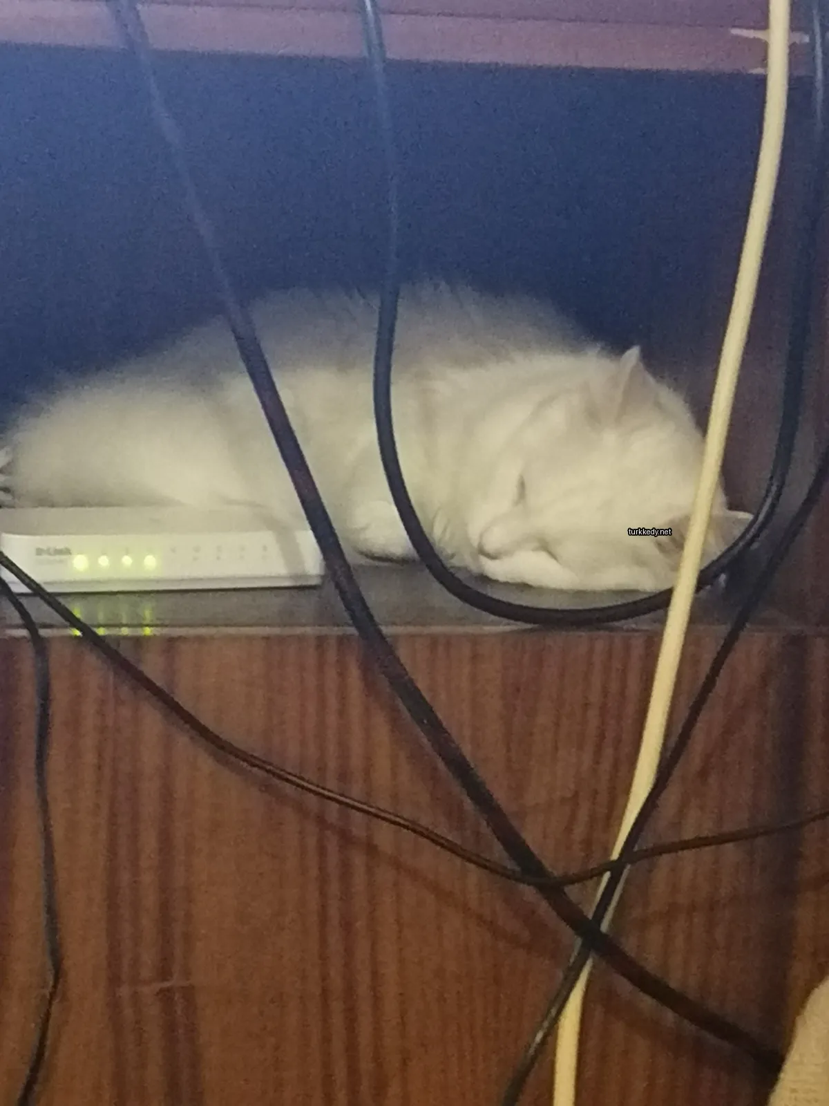 Kedi #3786