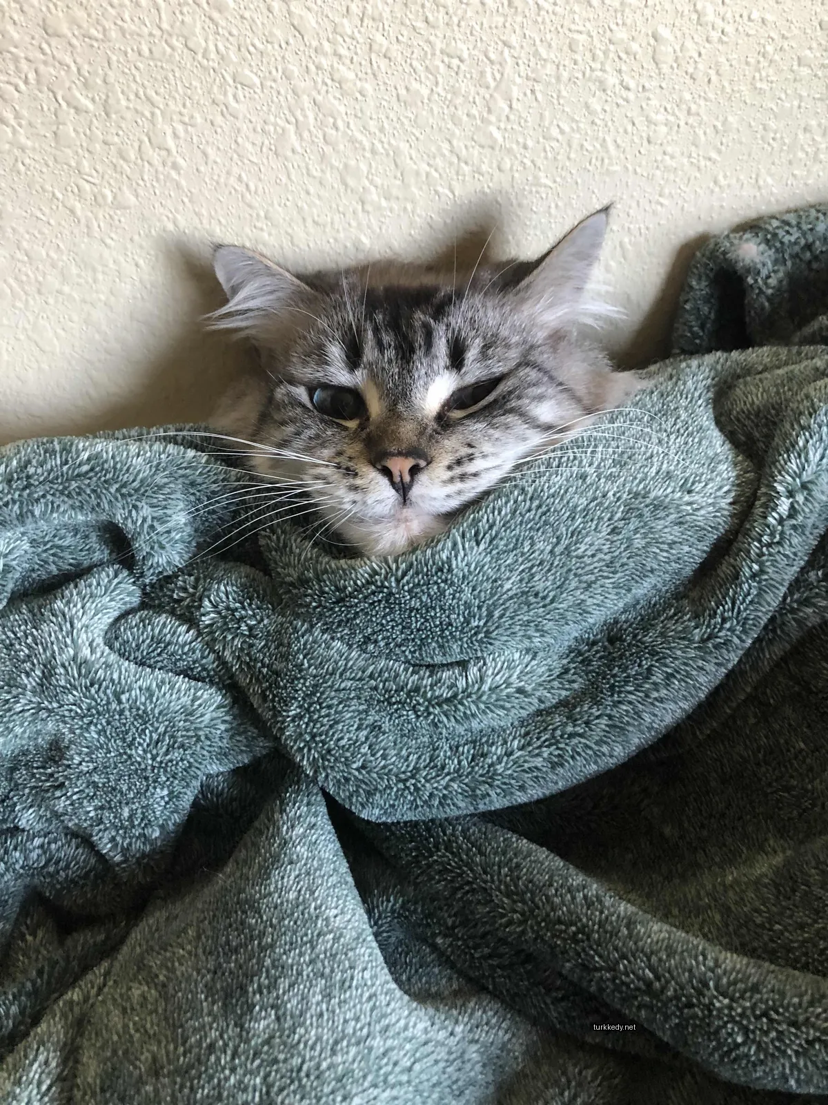Kedi #3787