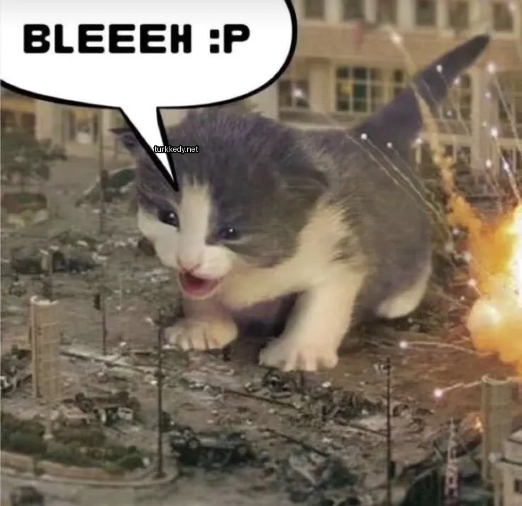 Kedi #3788