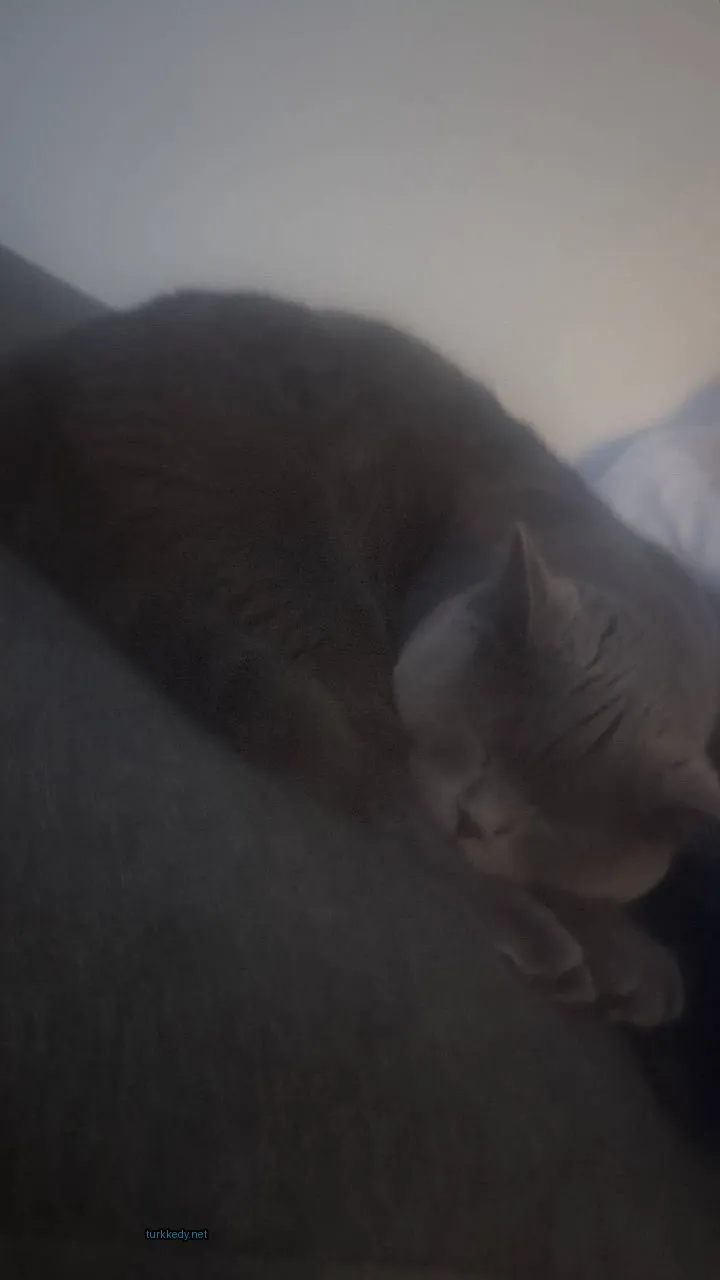 Kedi #3789