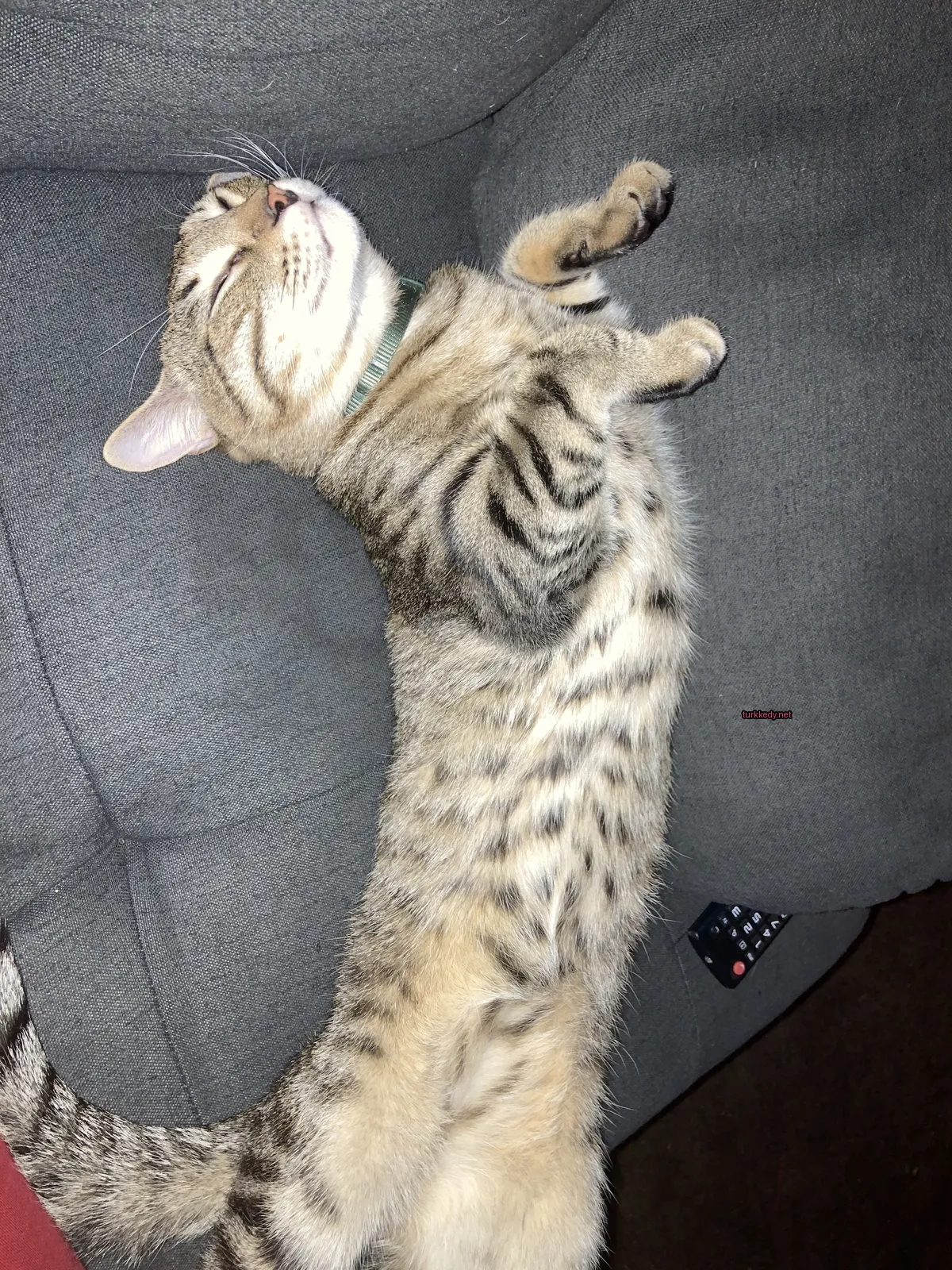 Kedi #3791
