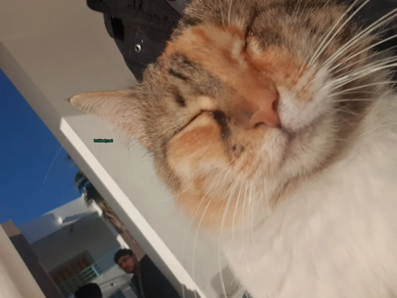 Kedi #3790