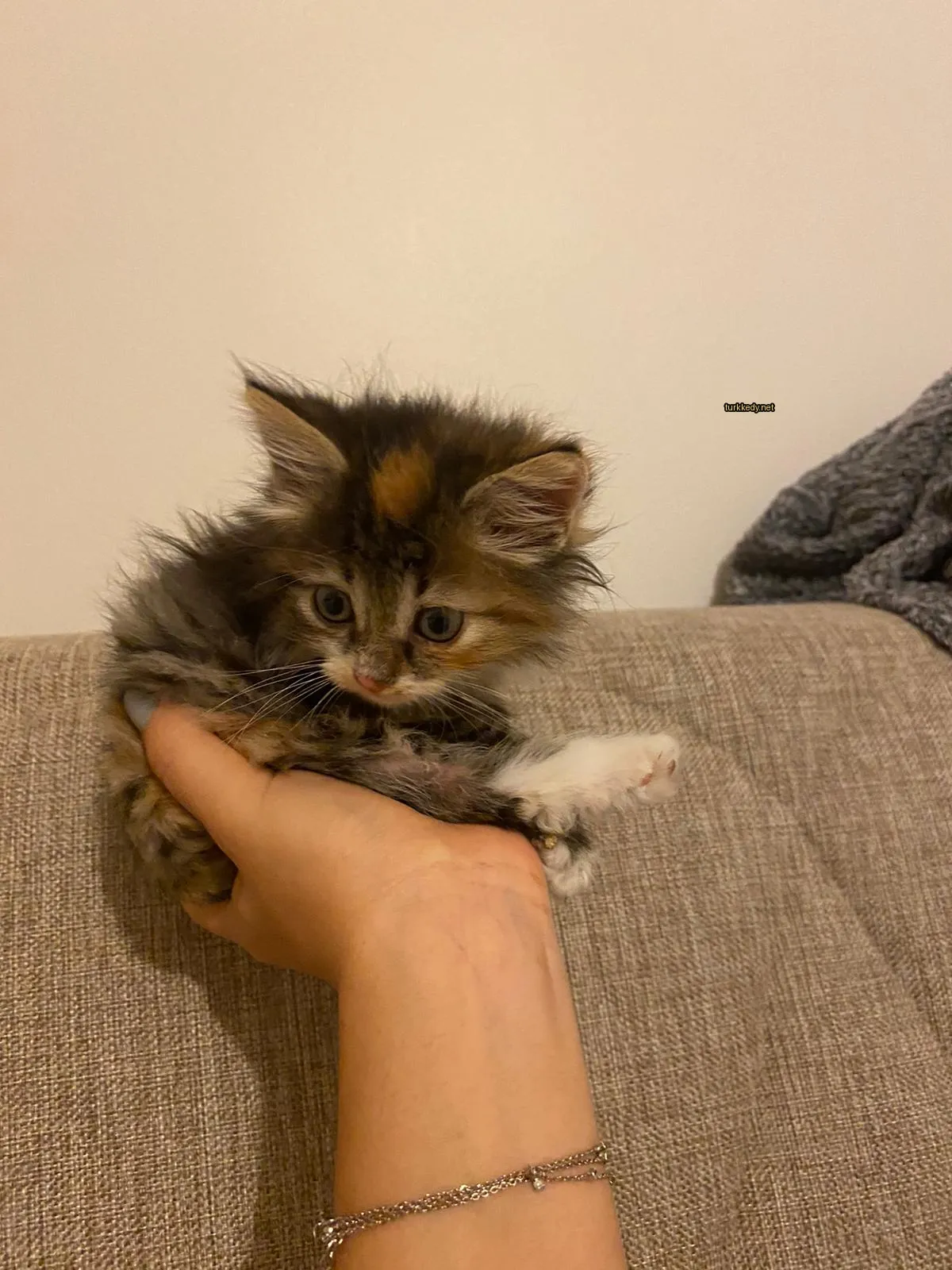 Kedi #3792
