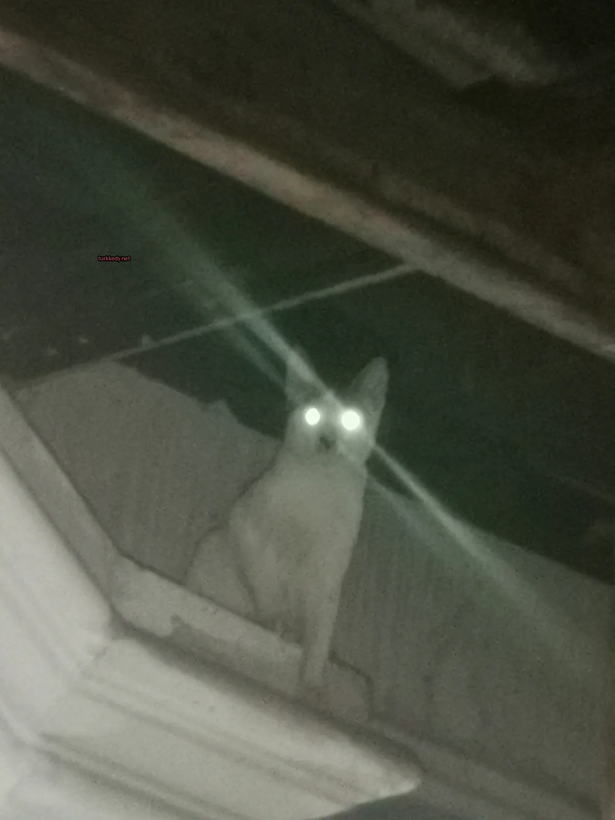 Kedi #3793