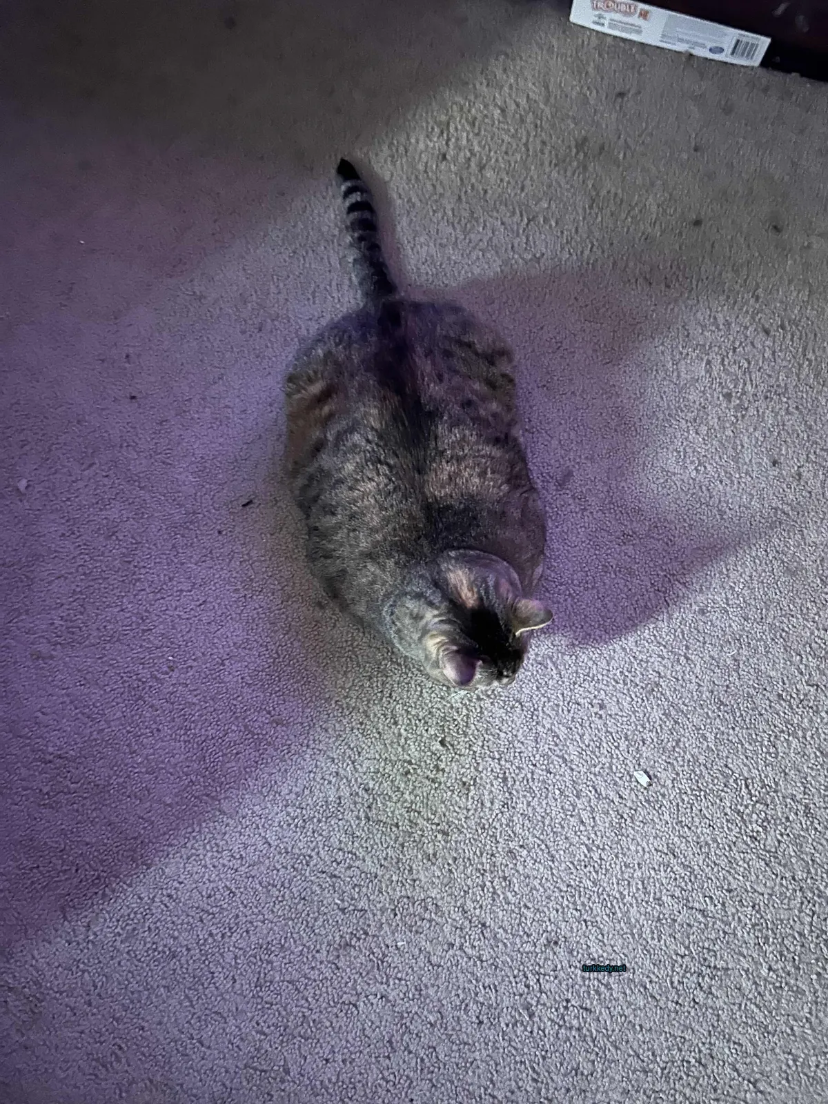 Kedi #3794