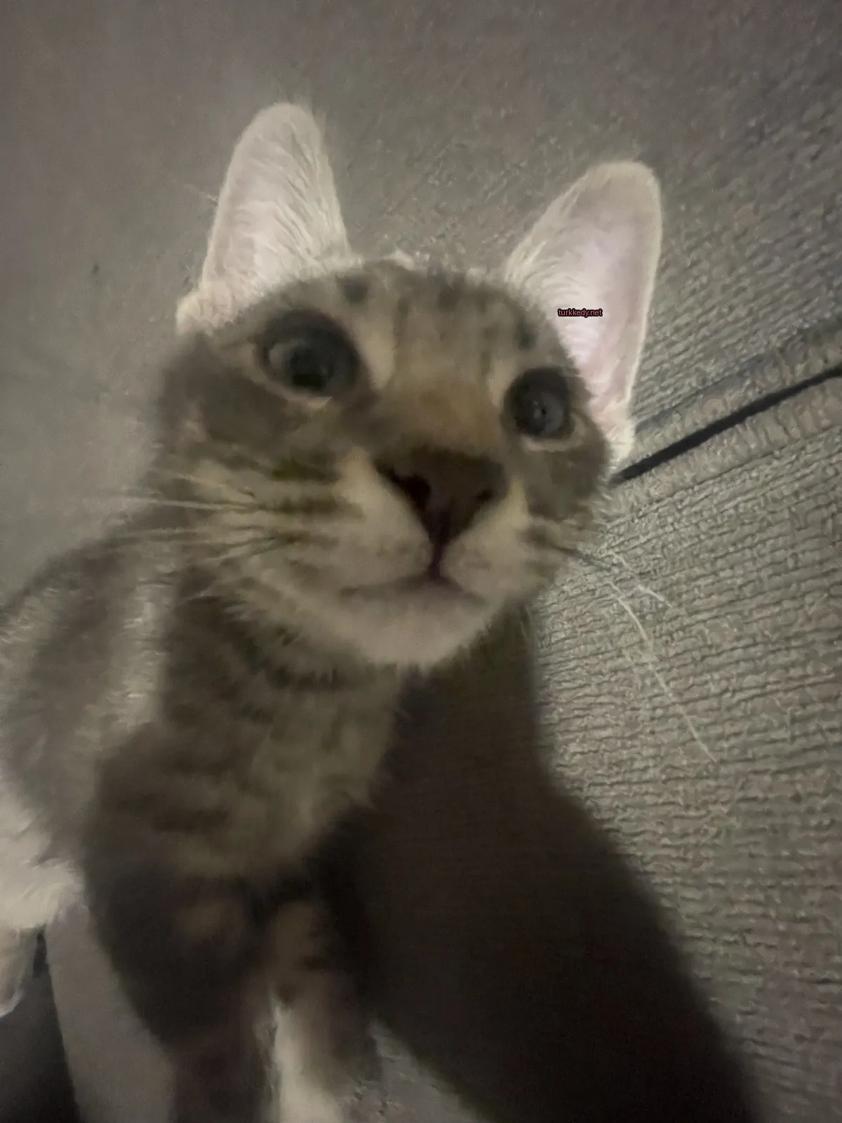 Kedi #3795