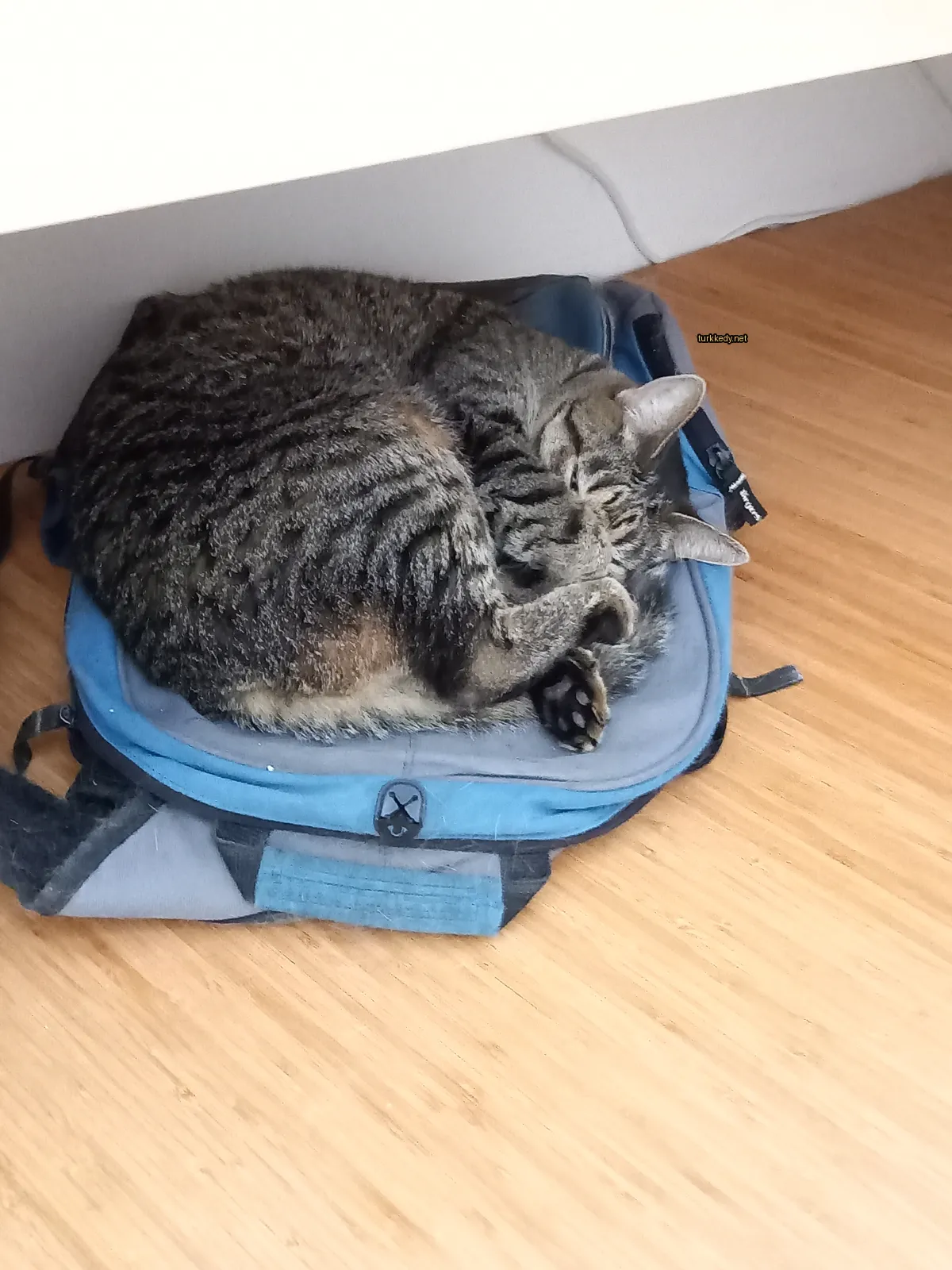Kedi #3796